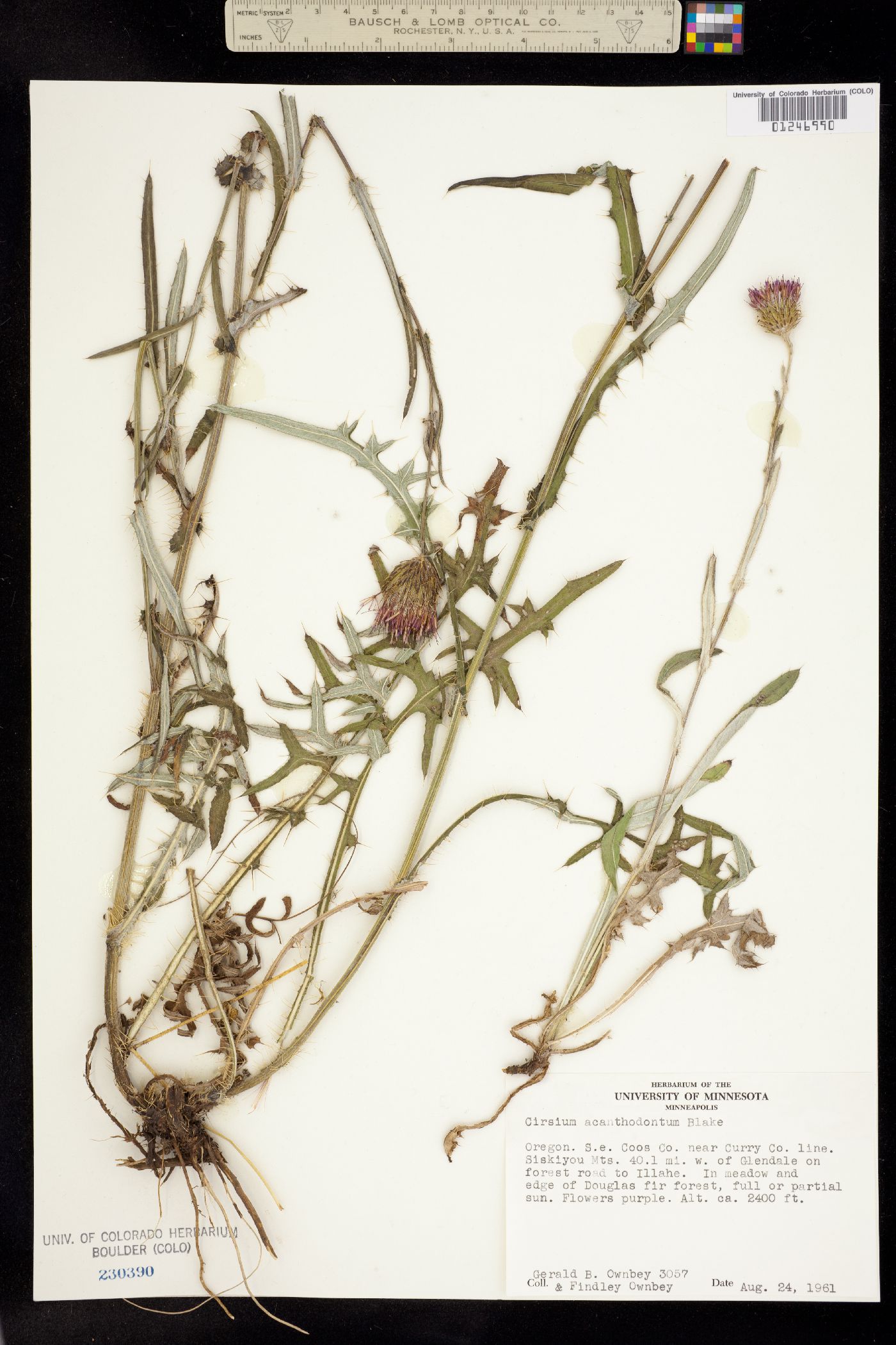 Cirsium acanthodontum image