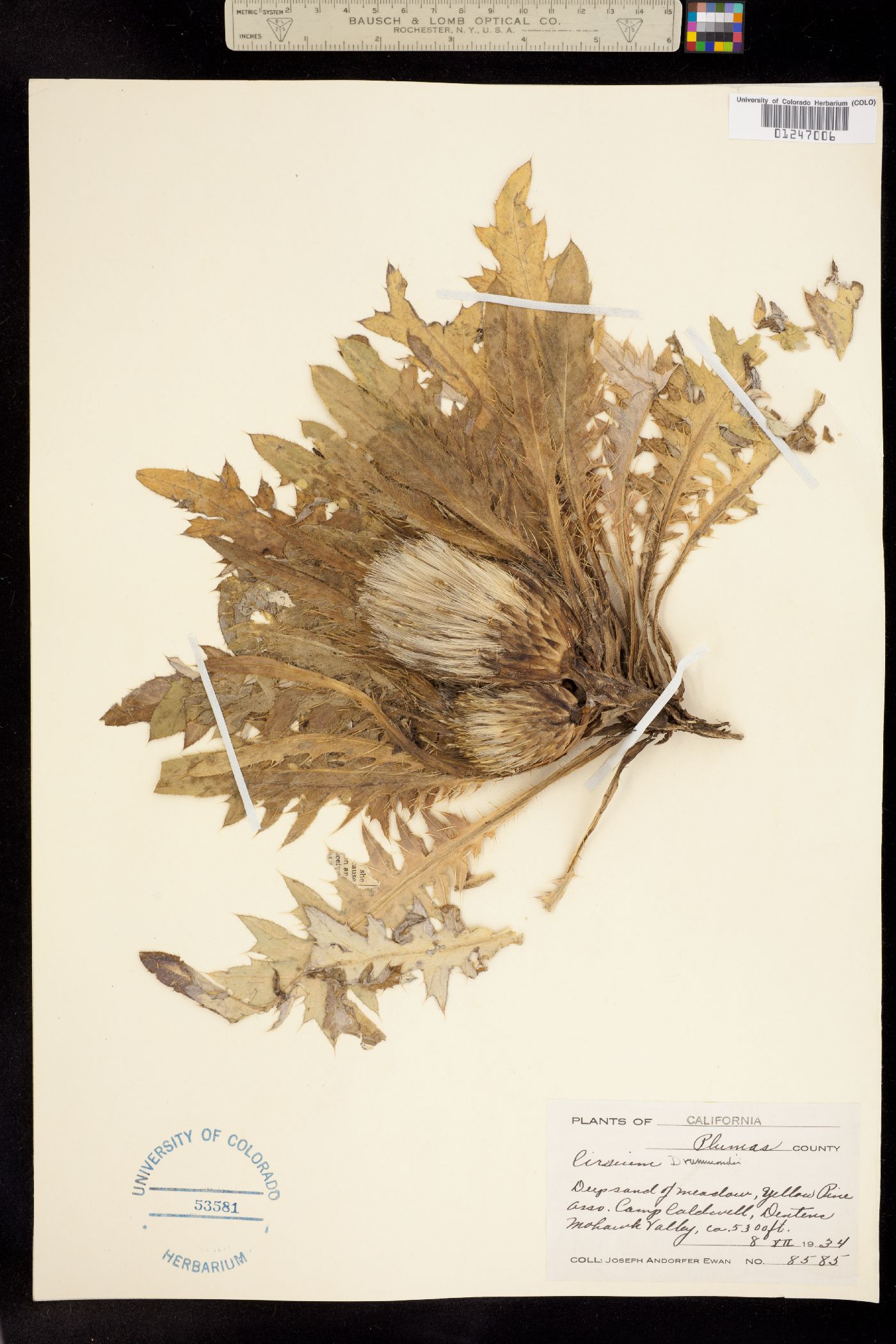 Cirsium scariosum var. americanum image