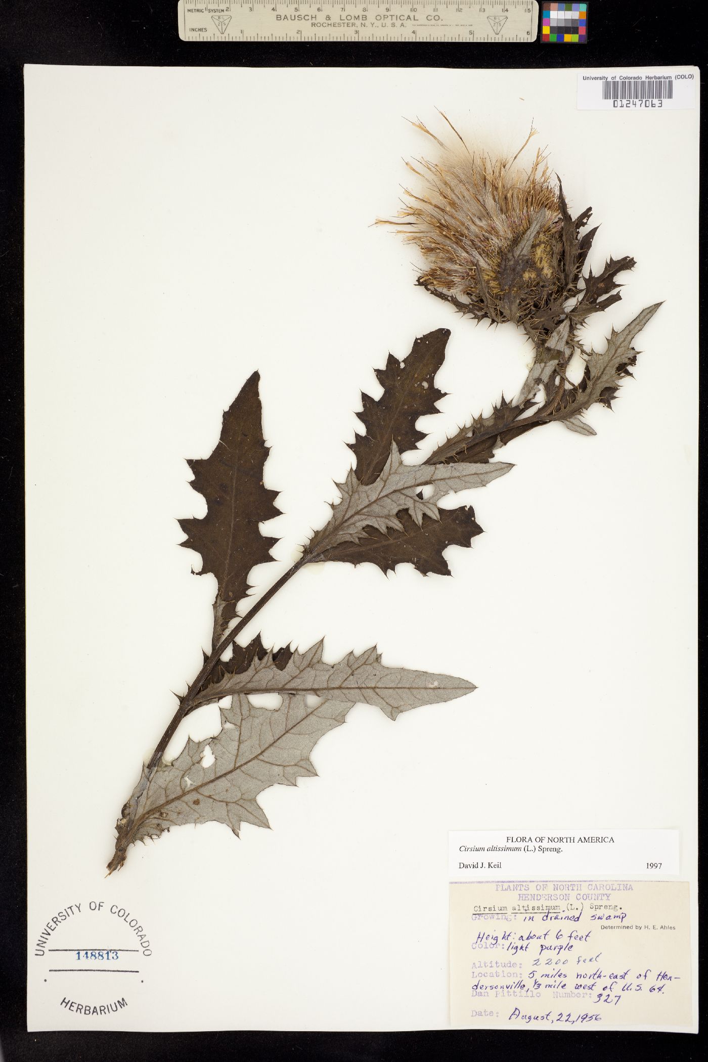 Cirsium altissimum image