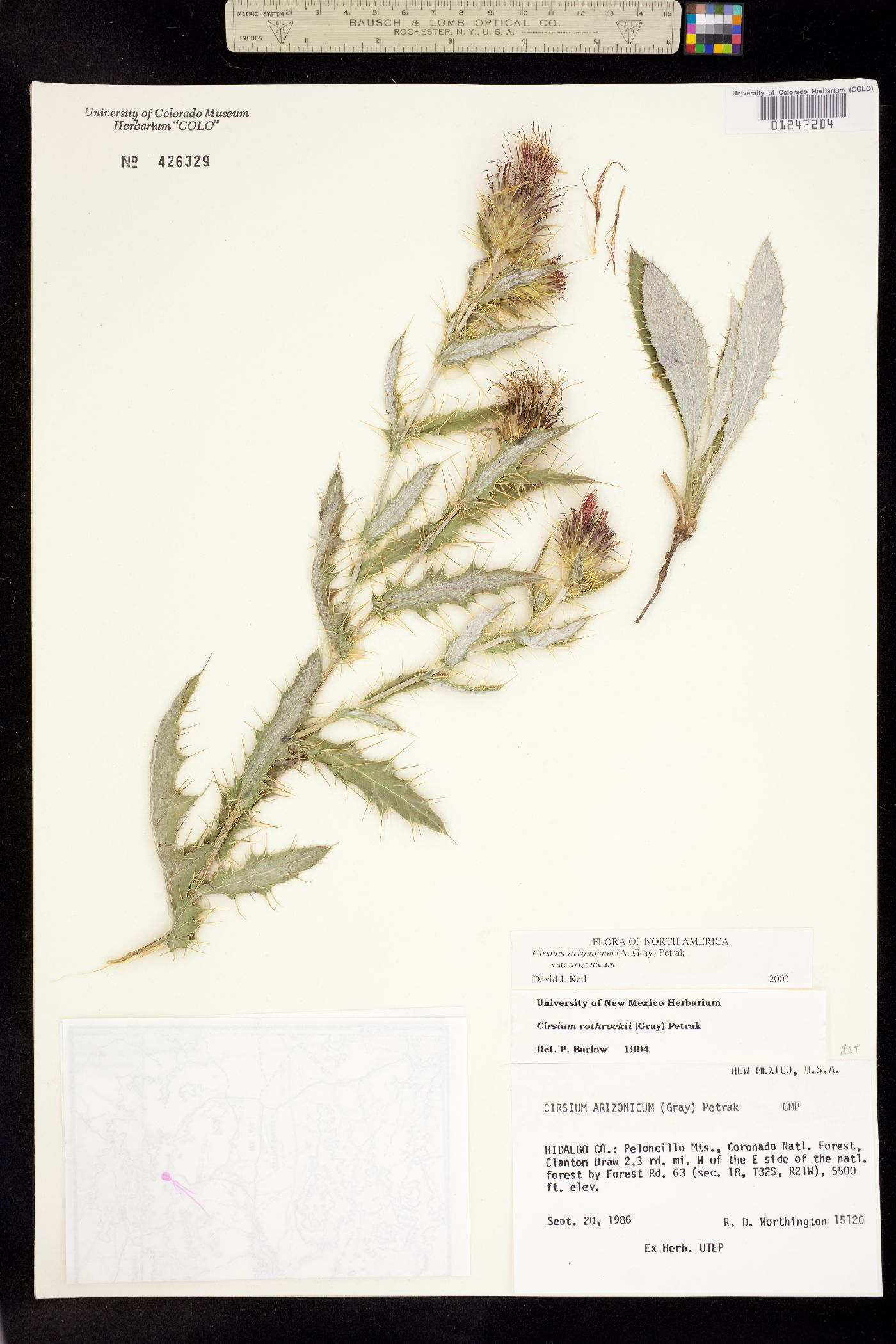 Cirsium arizonicum image