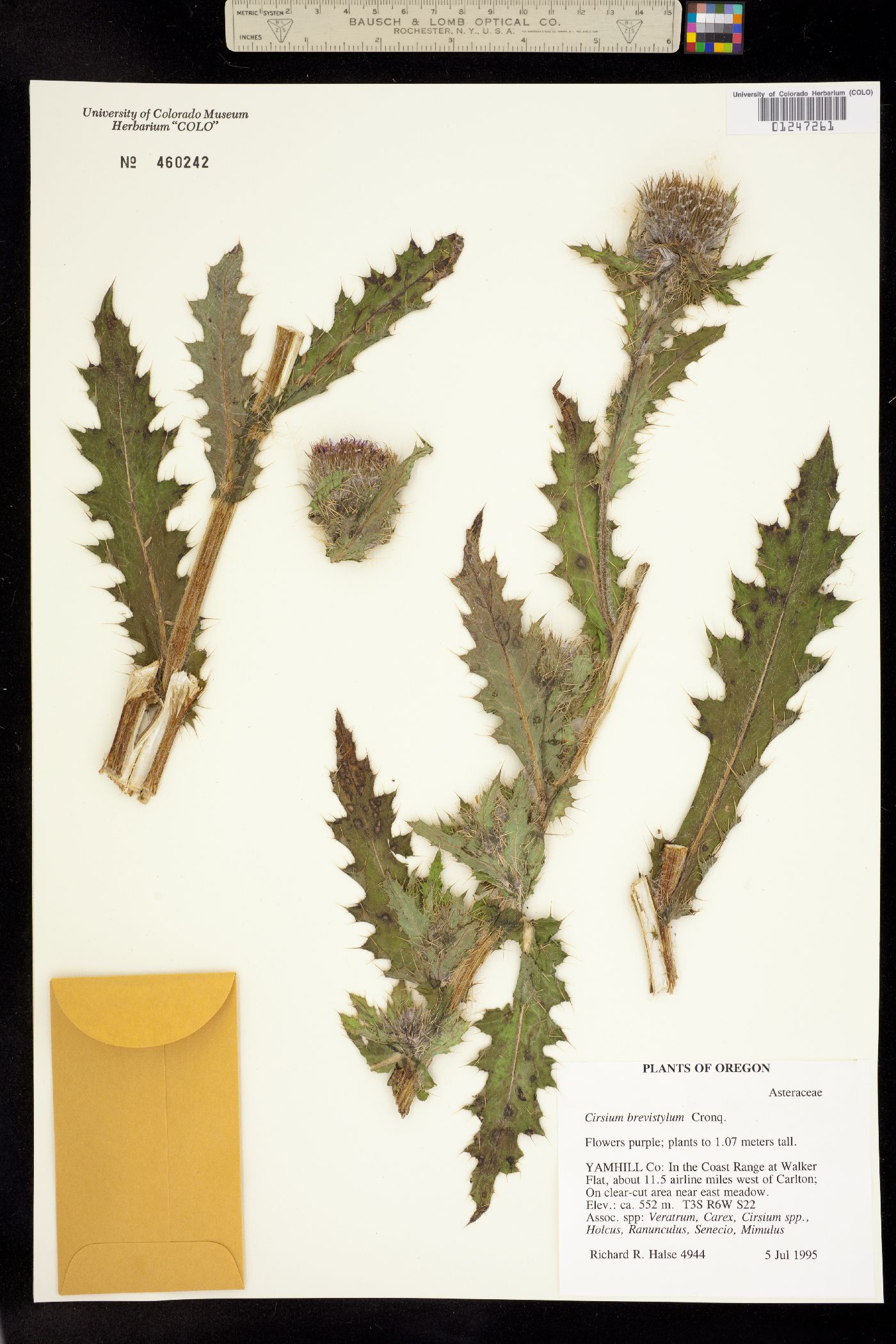 Cirsium brevistylum image