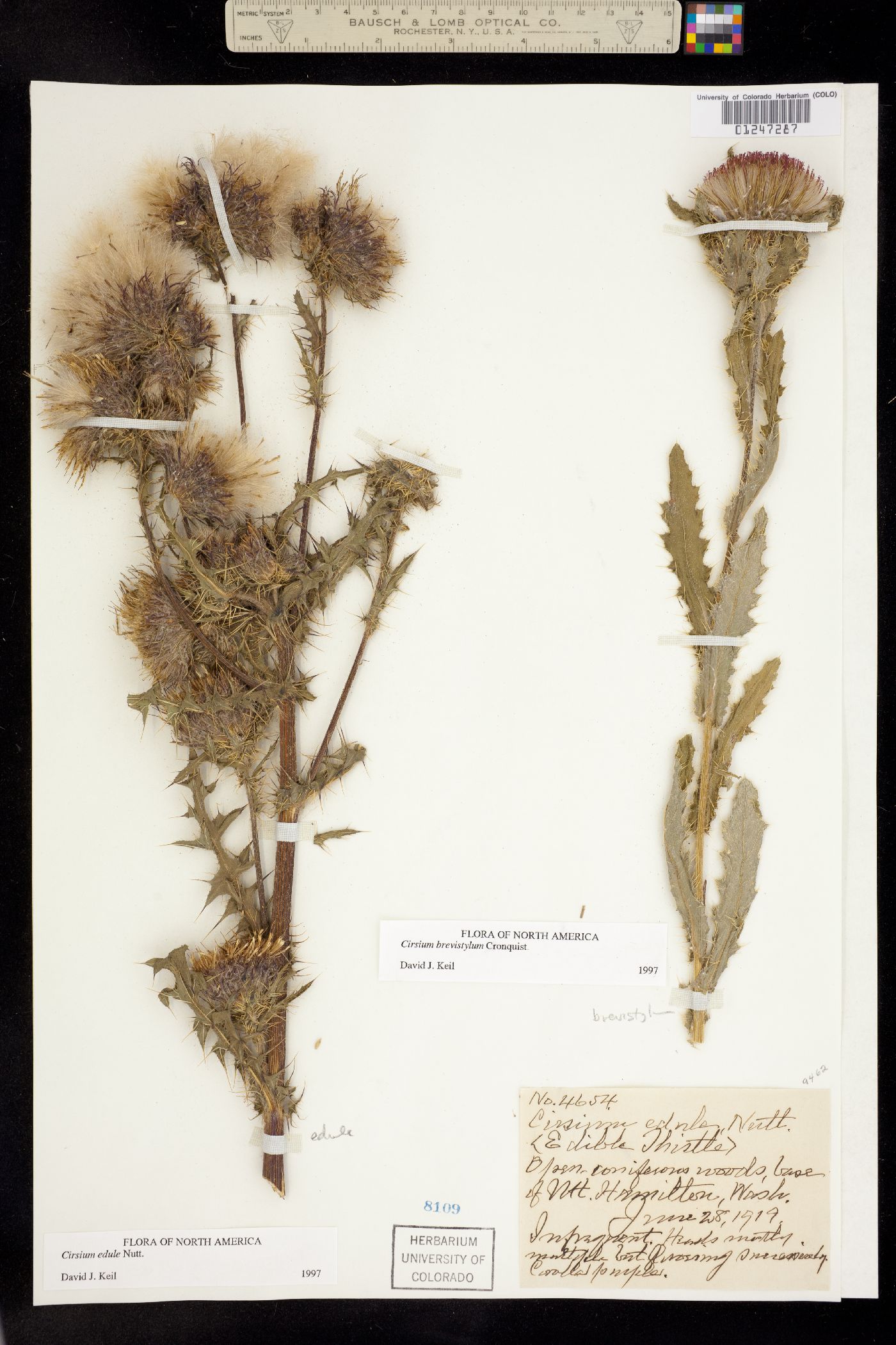 Cirsium brevistylum image