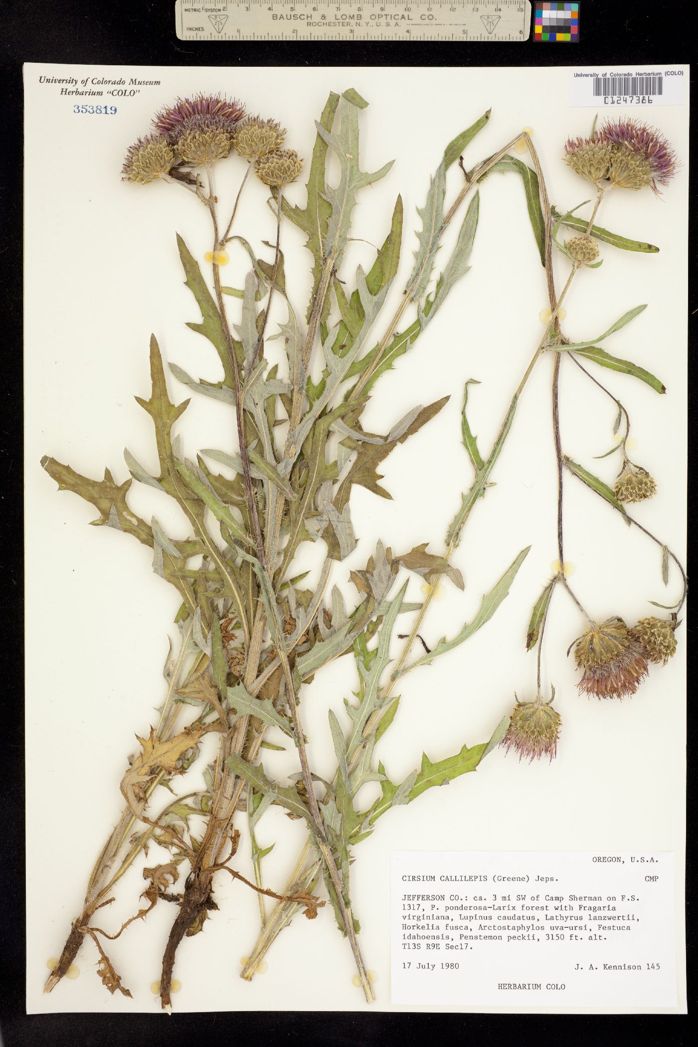 Cirsium callilepis image