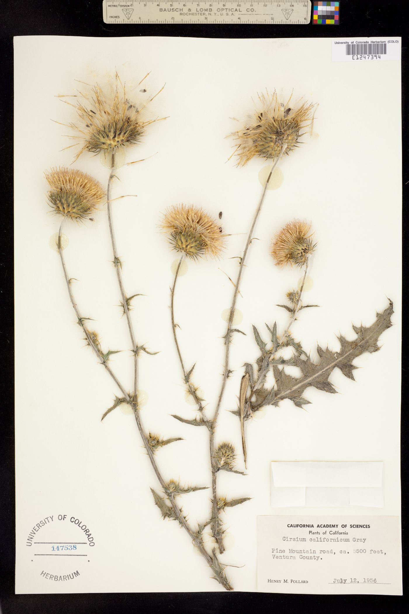 Cirsium californicum image