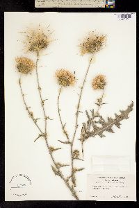 Image of Cirsium californicum