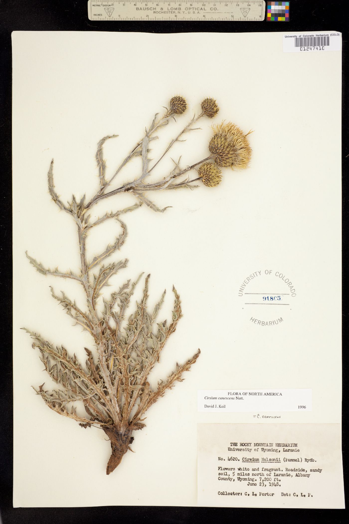 Cirsium canescens image