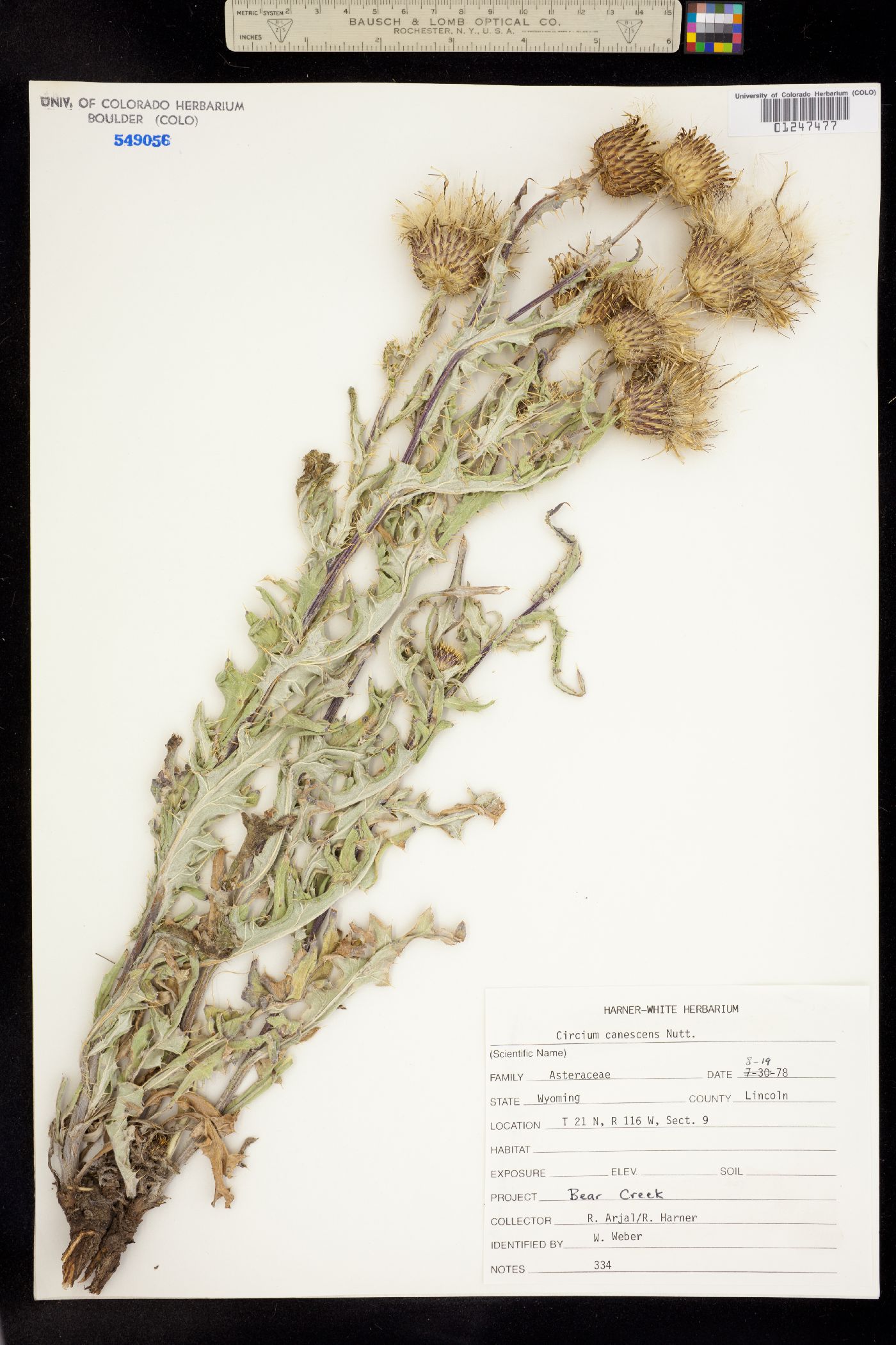 Cirsium image