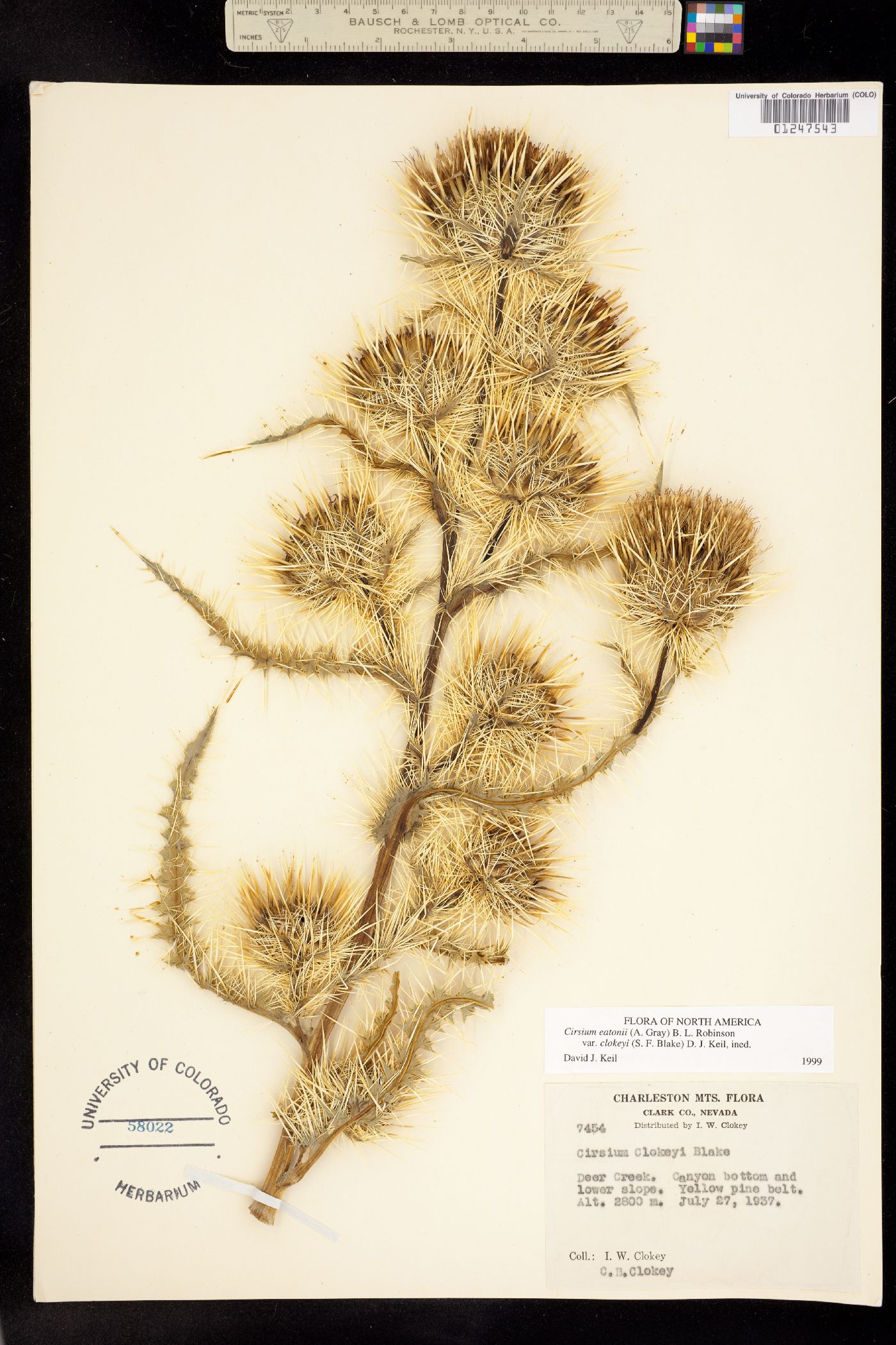 Cirsium eatonii var. clokeyi image