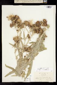 Cirsium douglasii var. breweri image