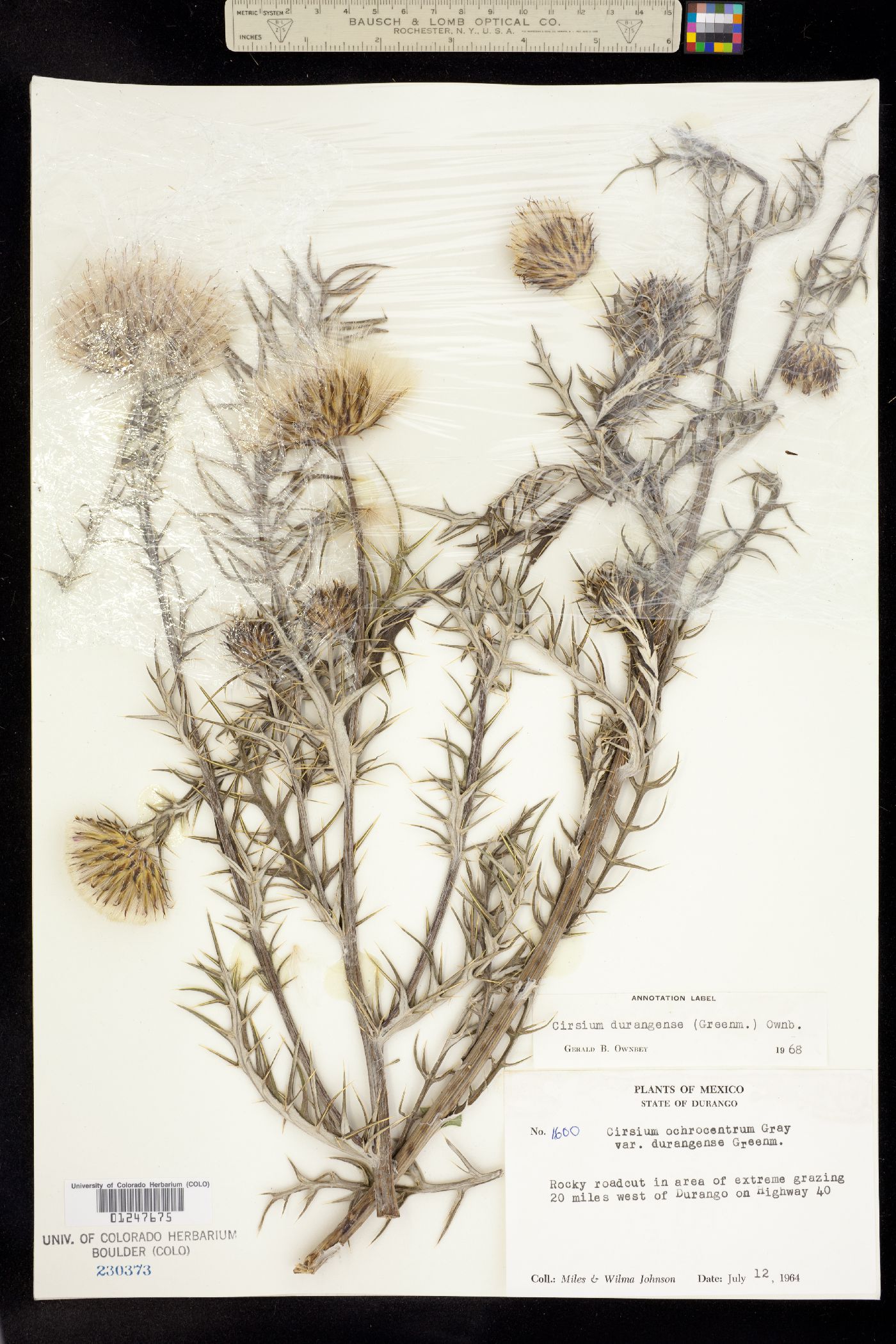 Cirsium durangense image