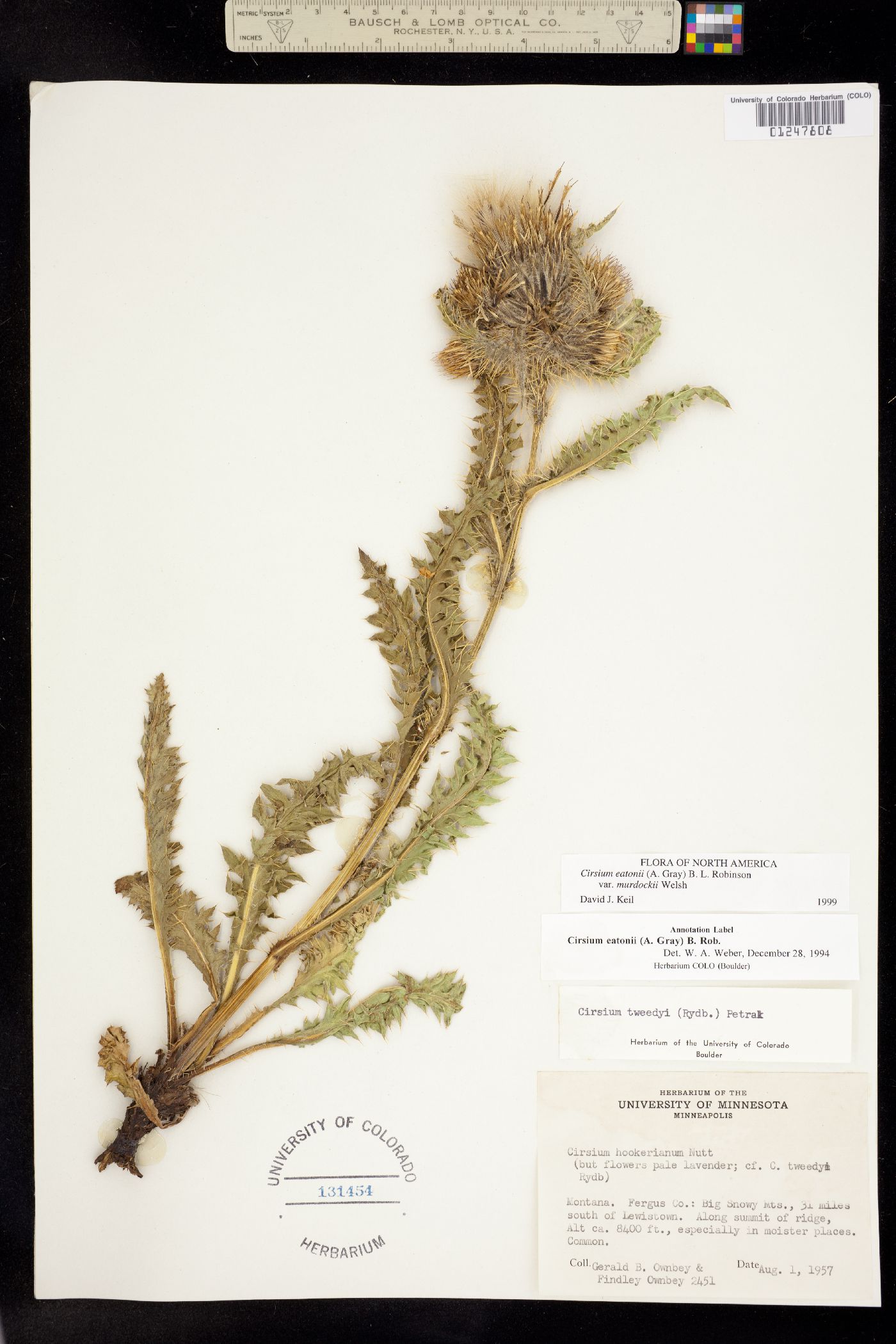 Cirsium eatonii var. murdockii image