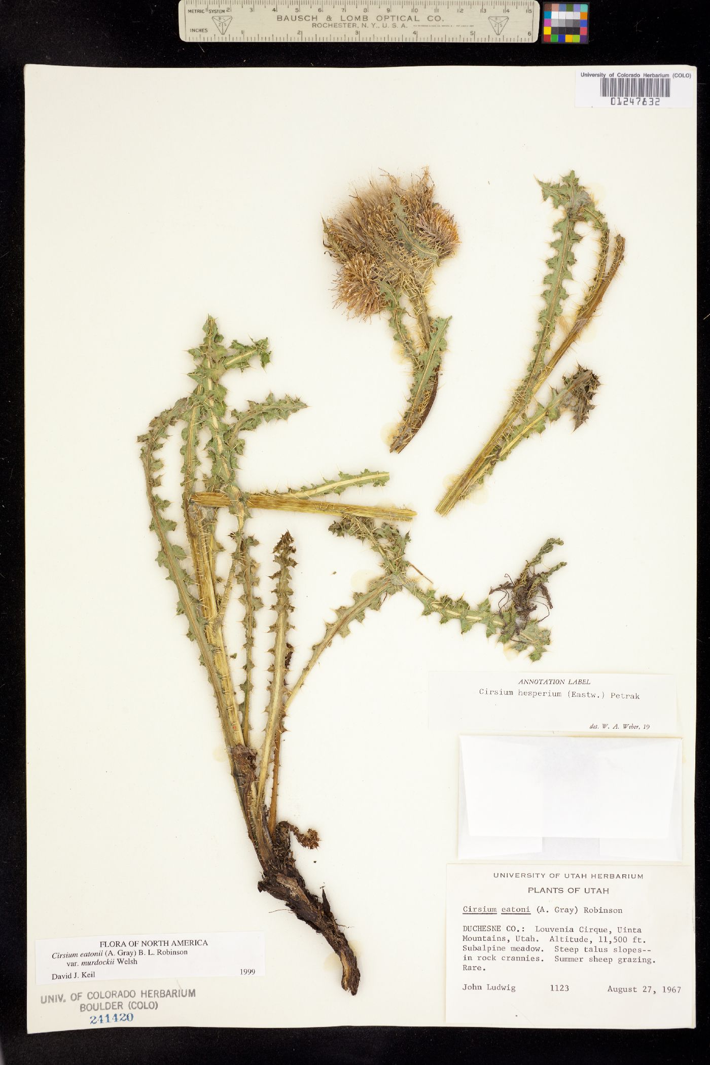 Cirsium eatonii var. murdockii image