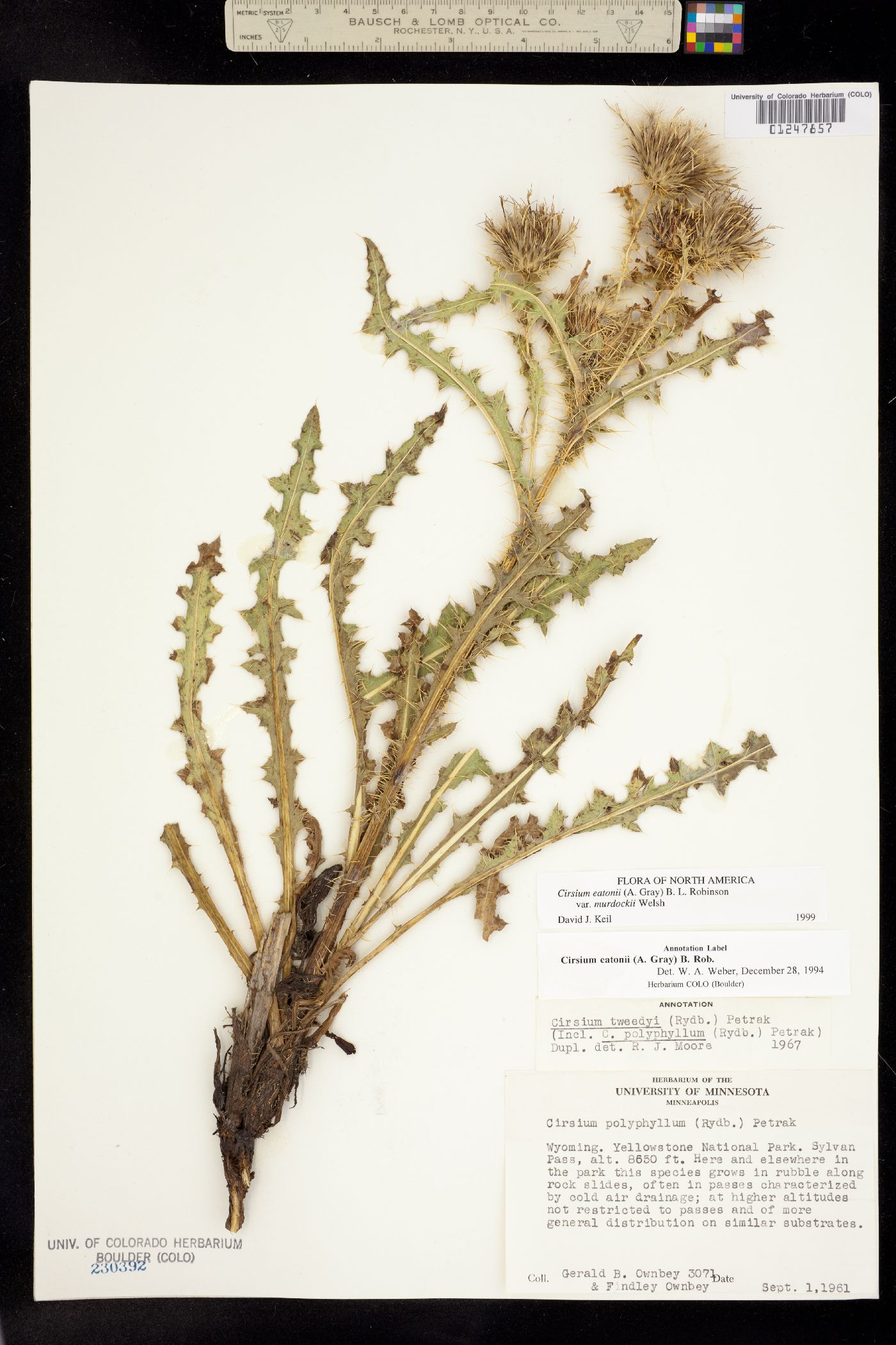 Cirsium eatonii var. murdockii image