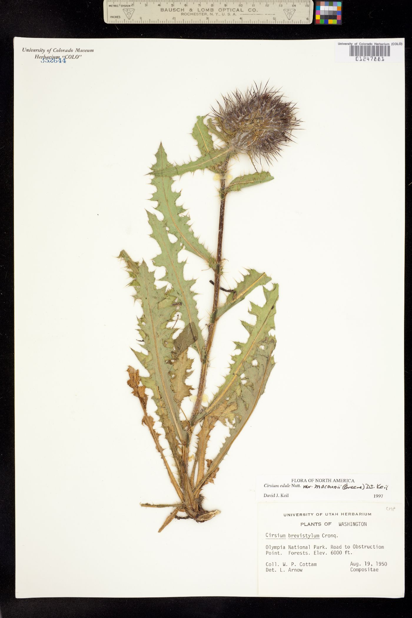 Cirsium edule image