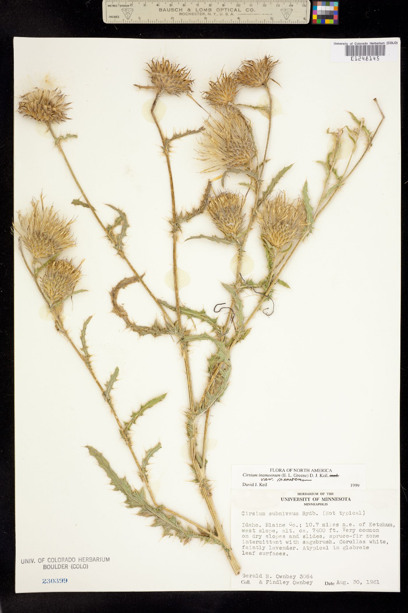 Cirsium inamoenum image