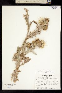 Cirsium inamoenum var. inamoenum image