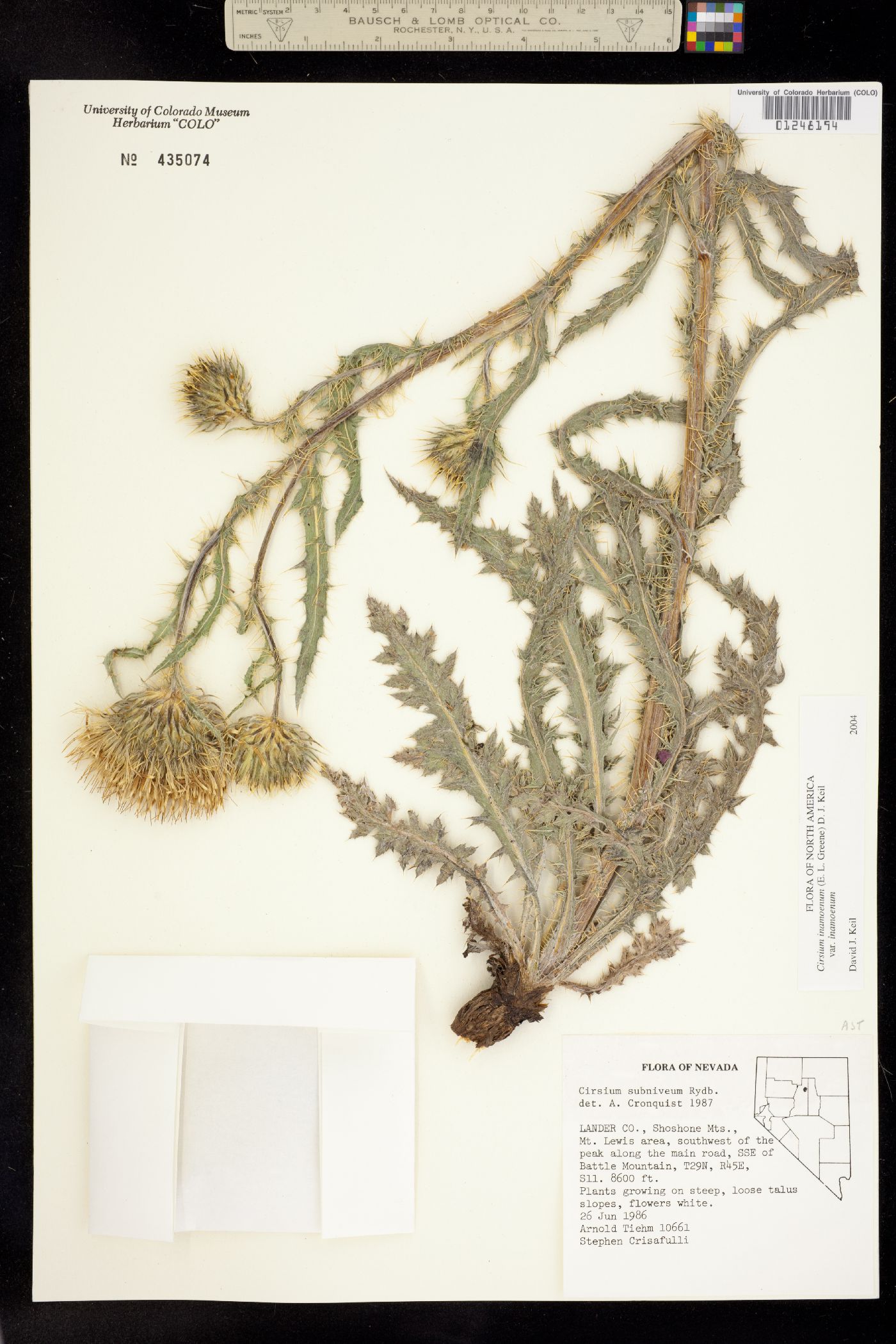 Cirsium inamoenum var. inamoenum image