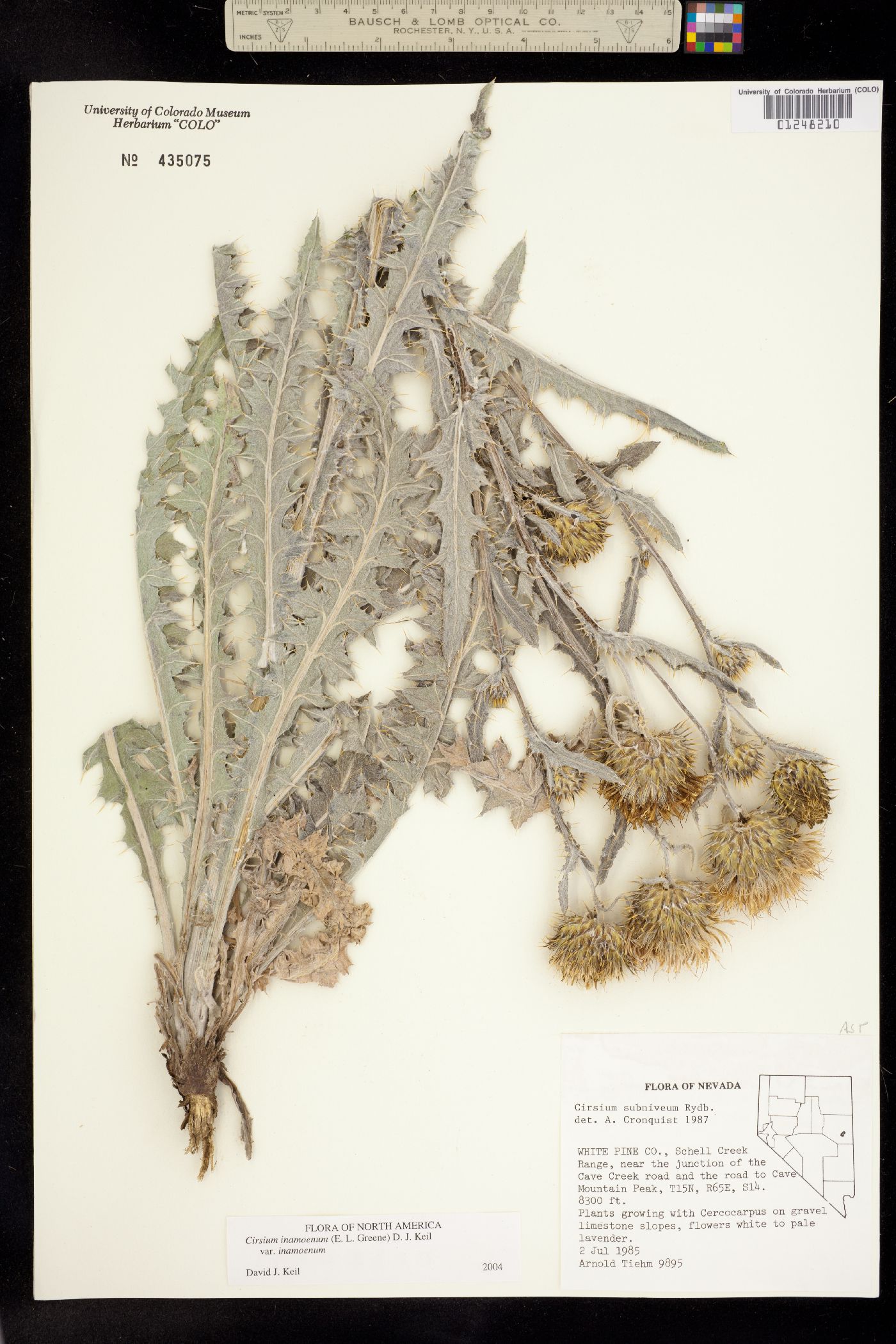 Cirsium inamoenum image