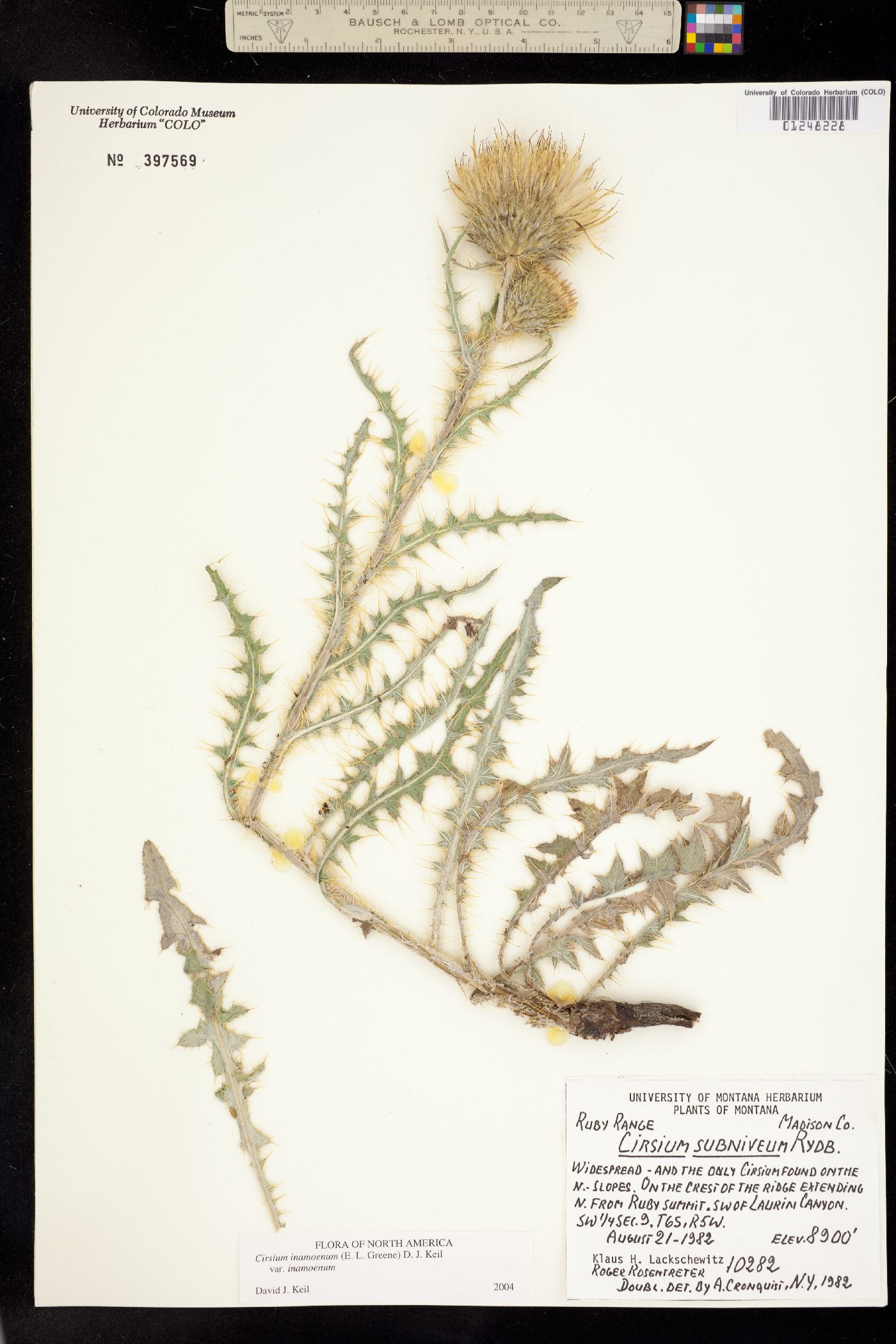 Cirsium inamoenum image