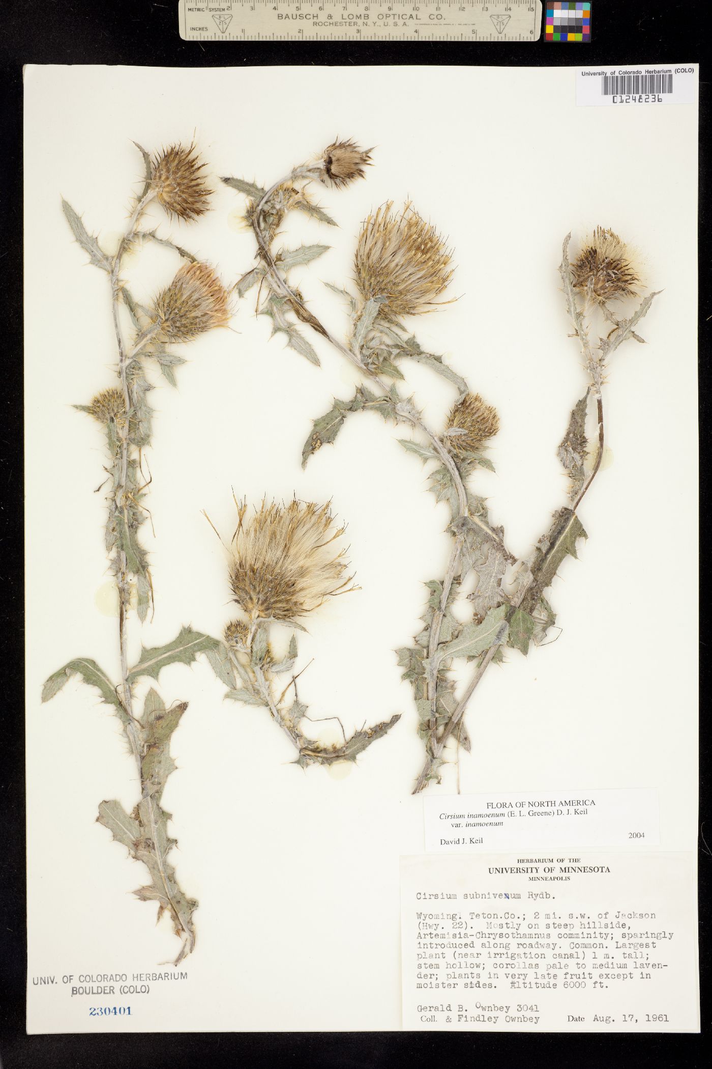 Cirsium inamoenum var. inamoenum image