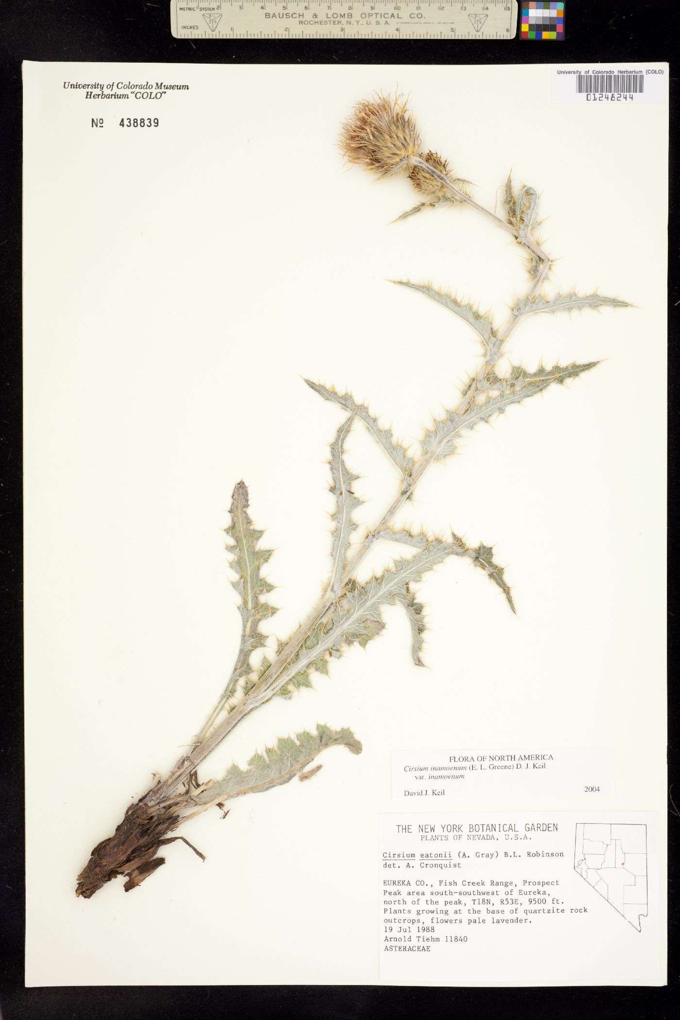 Cirsium inamoenum image