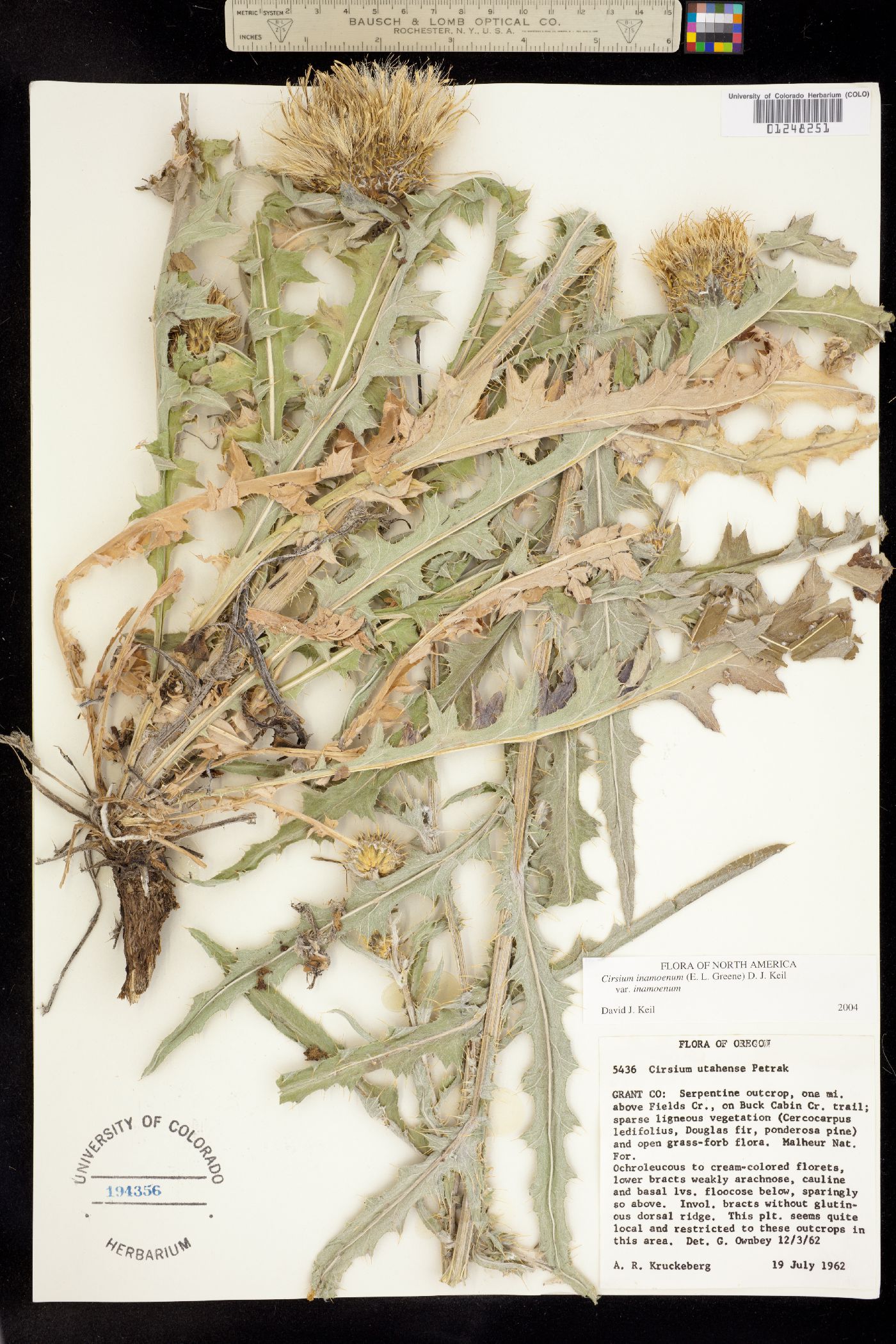 Cirsium inamoenum var. inamoenum image