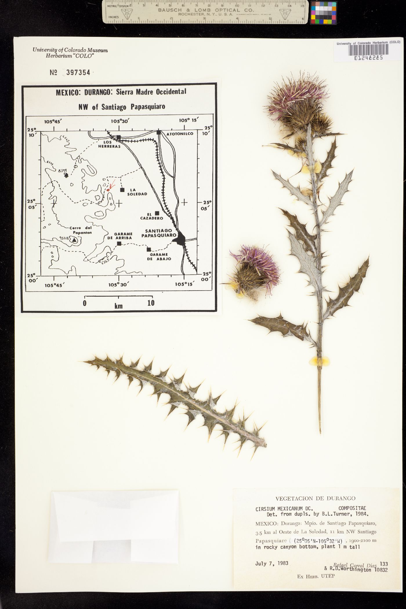 Cirsium mexicanum image