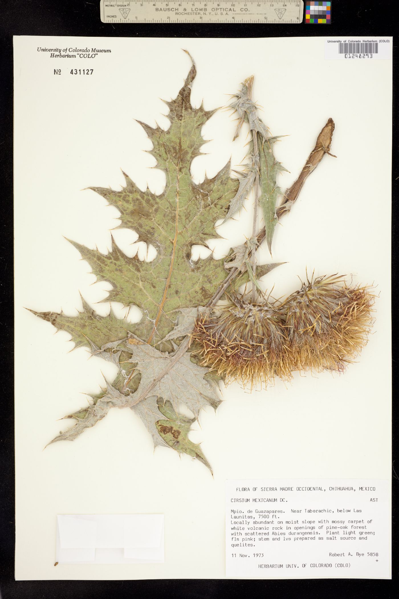 Cirsium mexicanum image