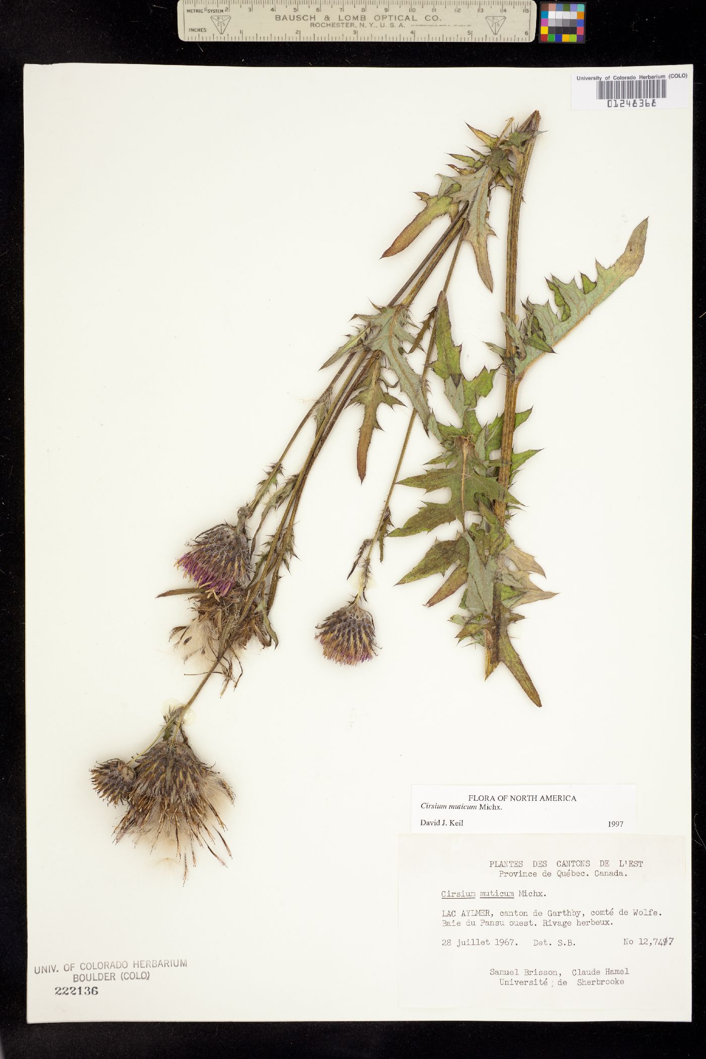 Cirsium muticum image