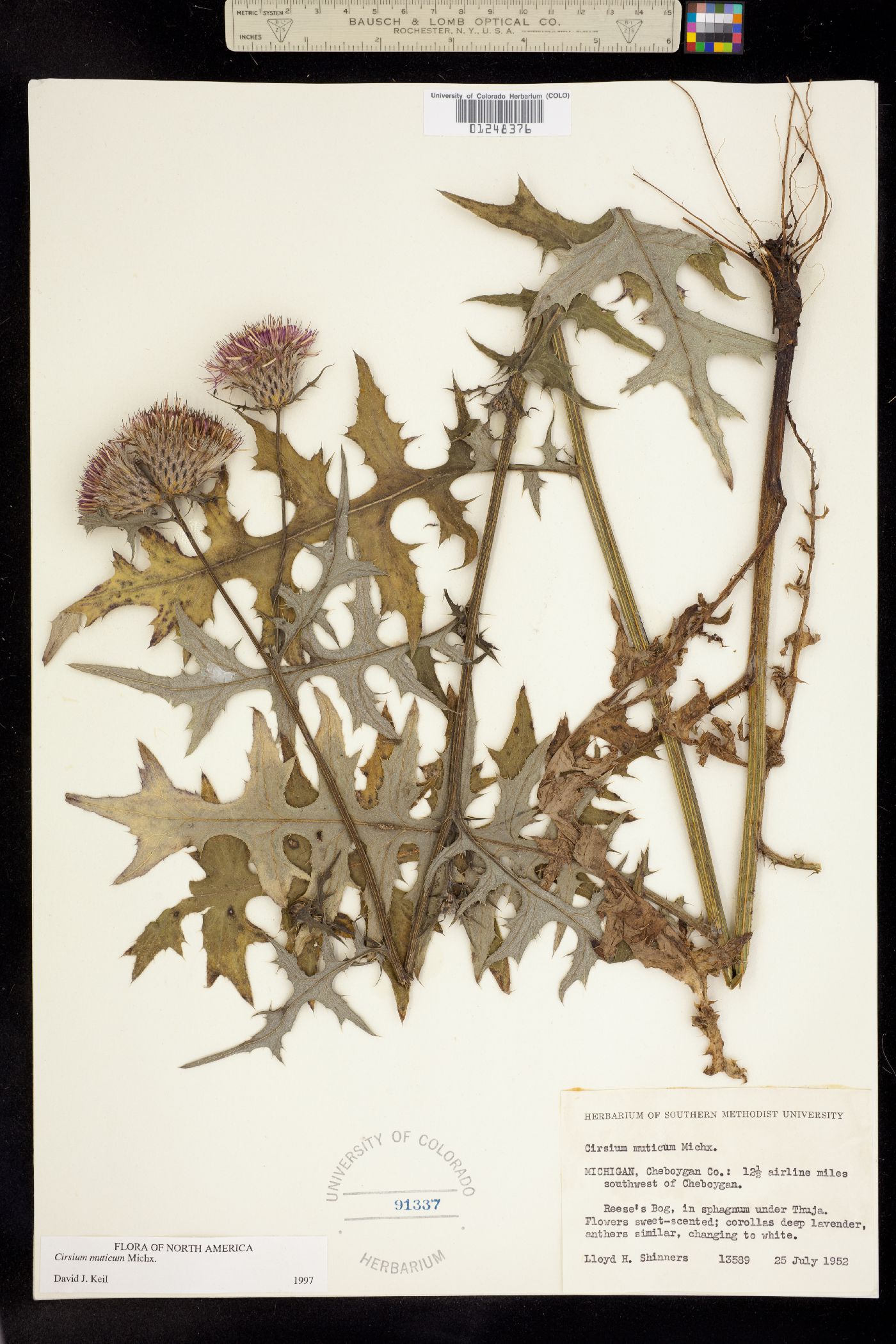 Cirsium muticum image