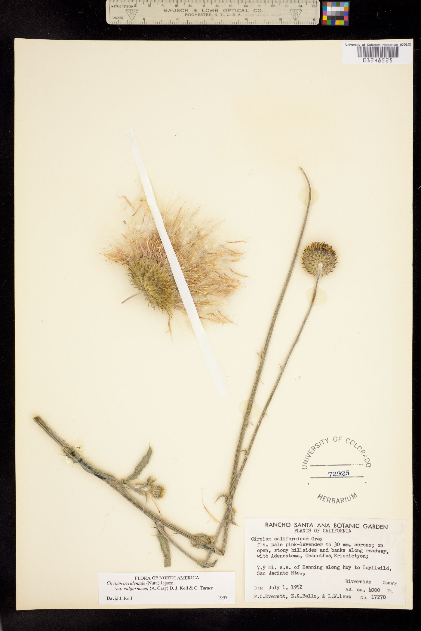 Cirsium image