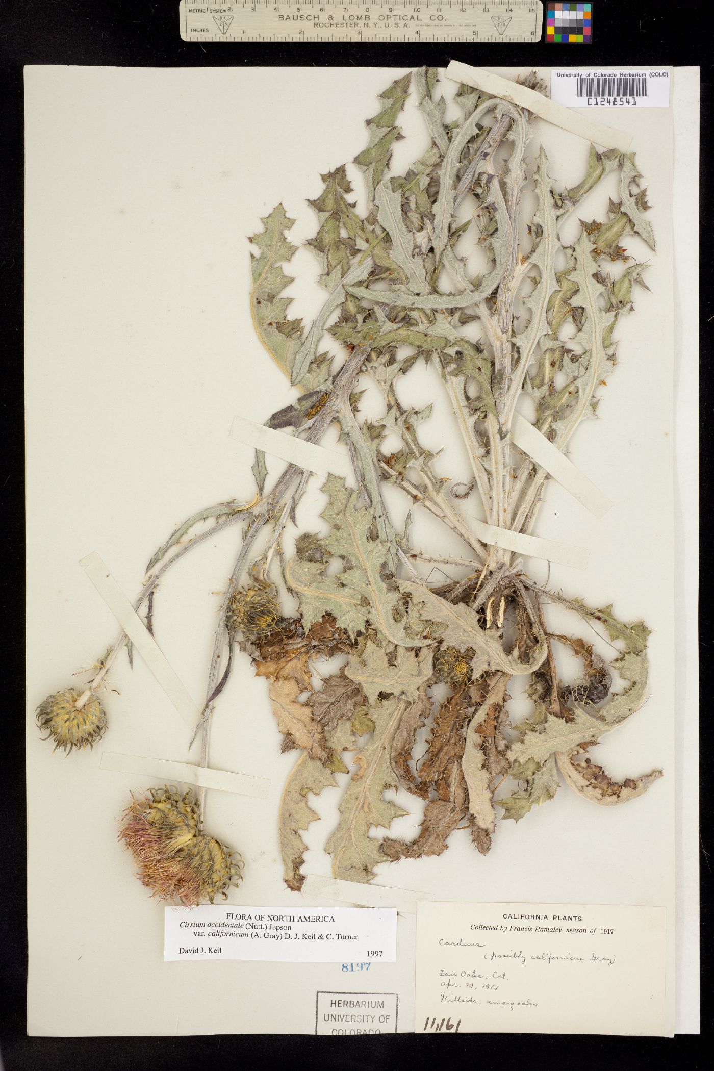 Cirsium occidentale image