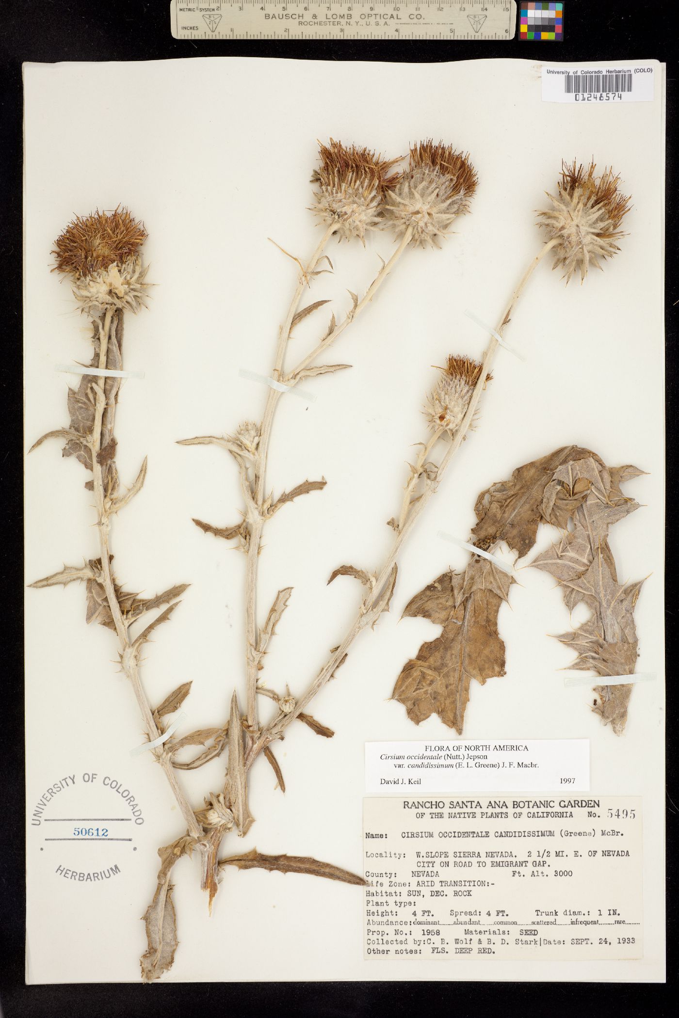 Cirsium occidentale image