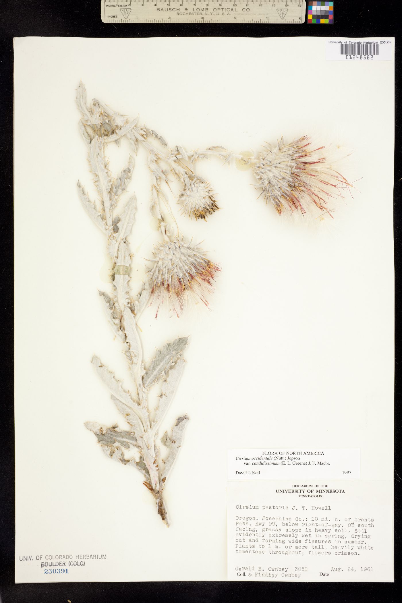 Cirsium occidentale image