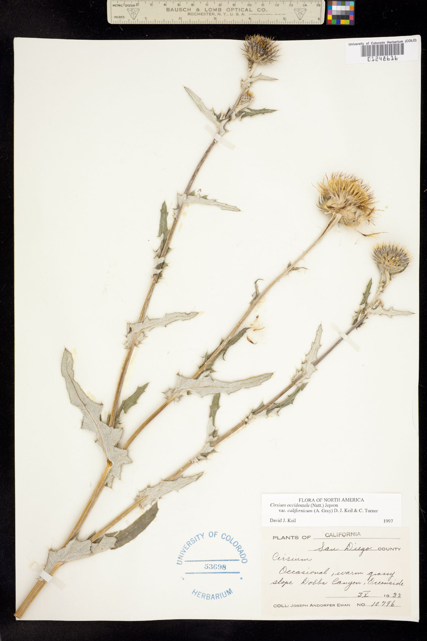Cirsium occidentale image
