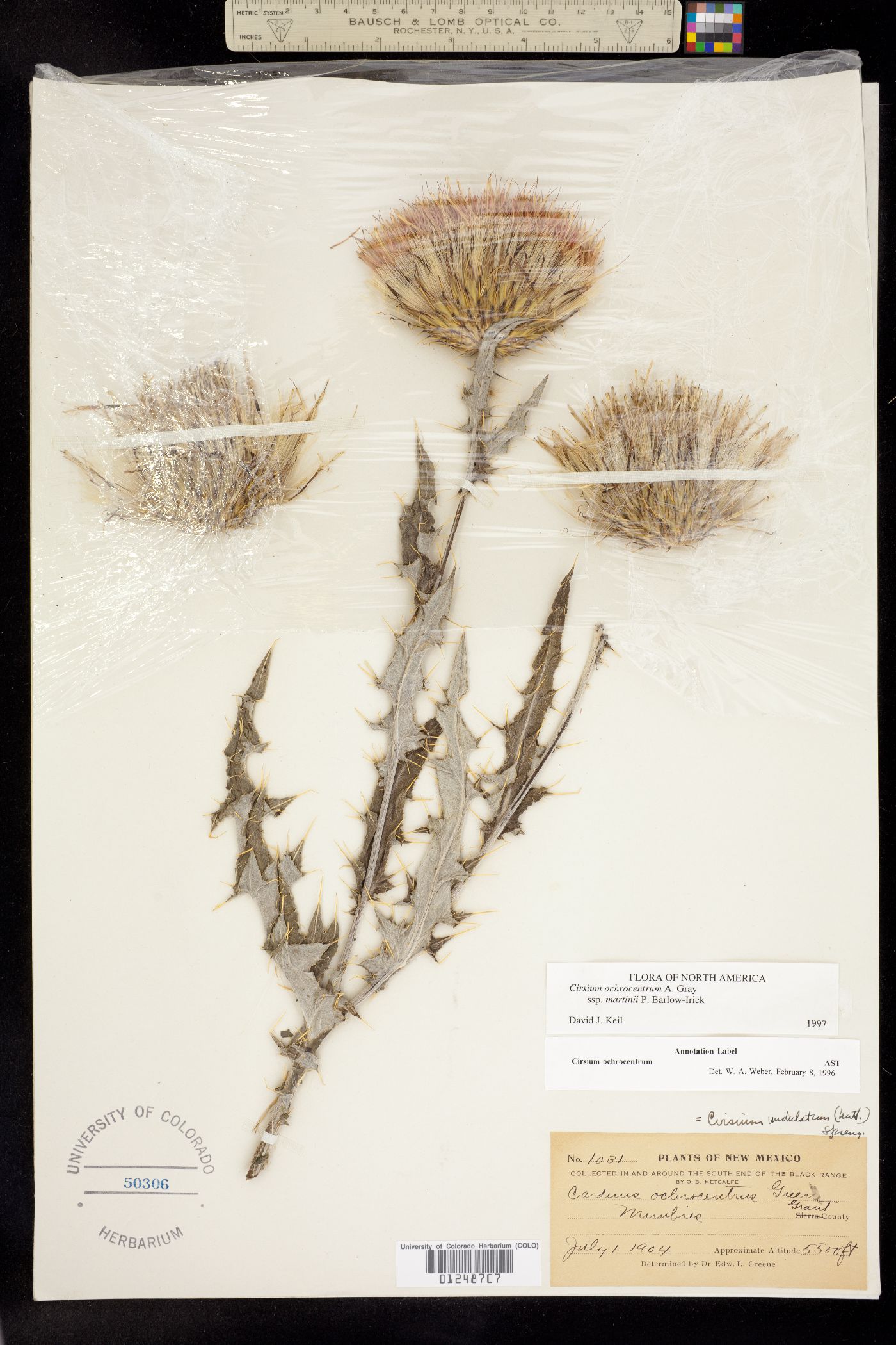 Cirsium ochrocentrum ssp. martinii image