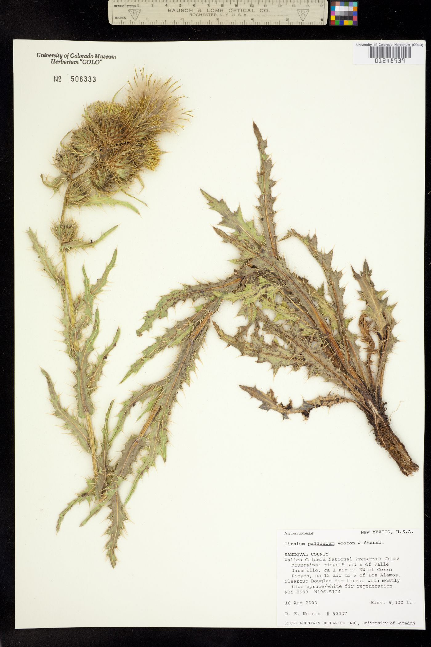 Cirsium pallidum image