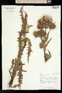 Cirsium parryi image