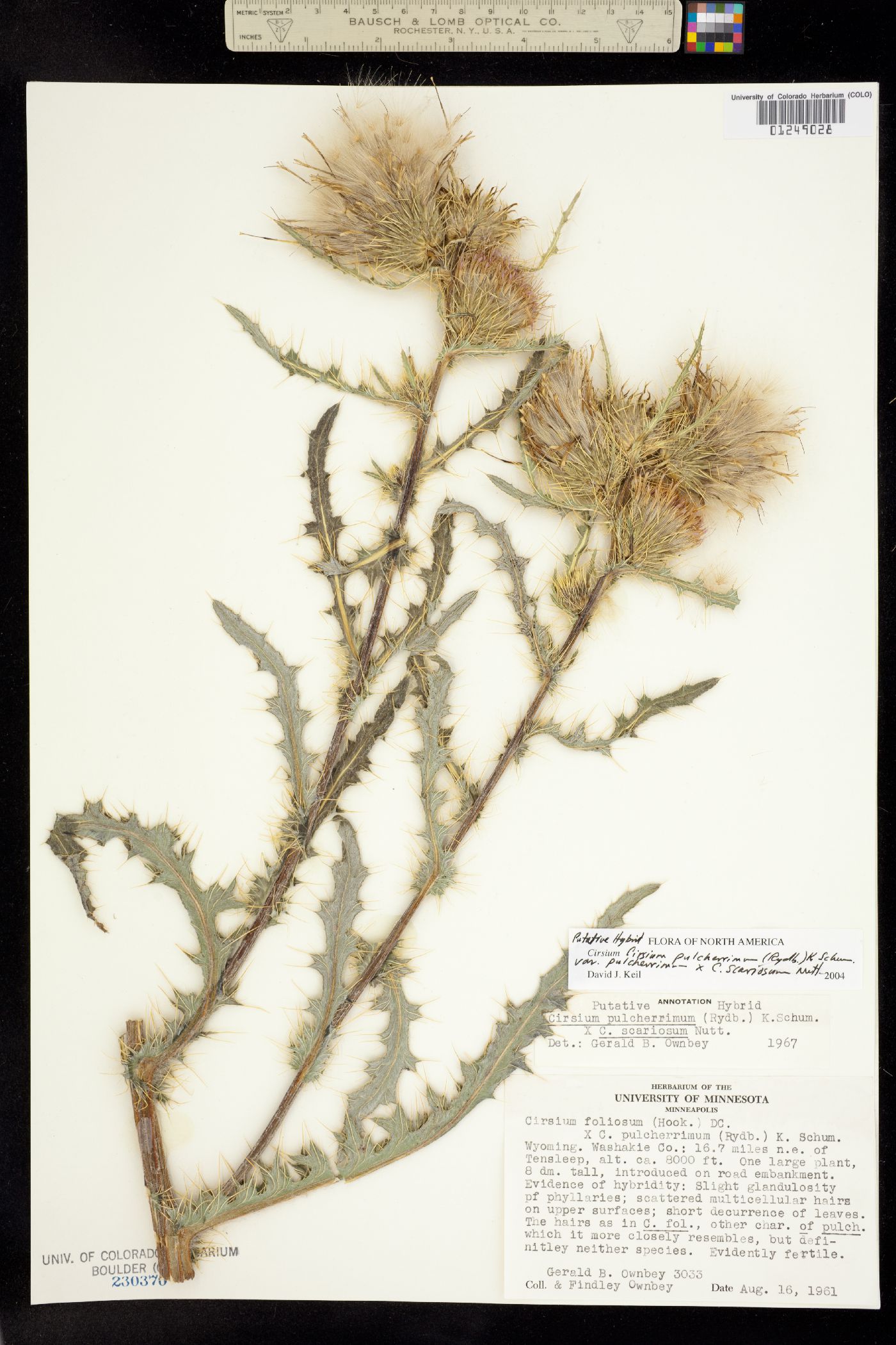 Cirsium pulcherrimum var. pulcherrimum image