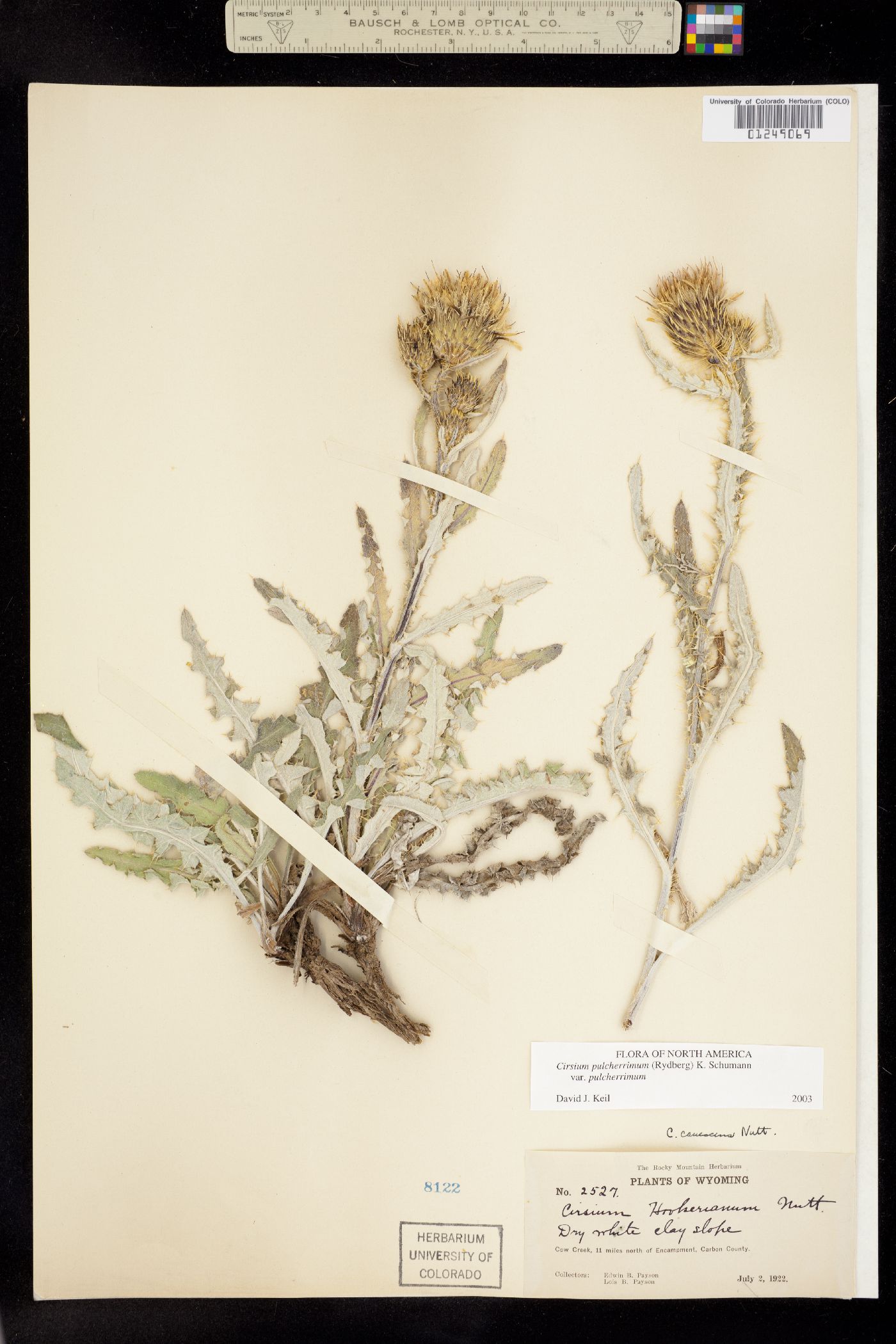 Cirsium pulcherrimum image