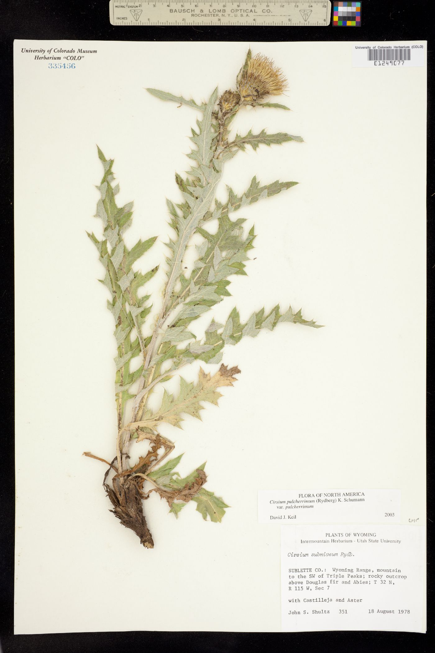 Cirsium pulcherrimum image