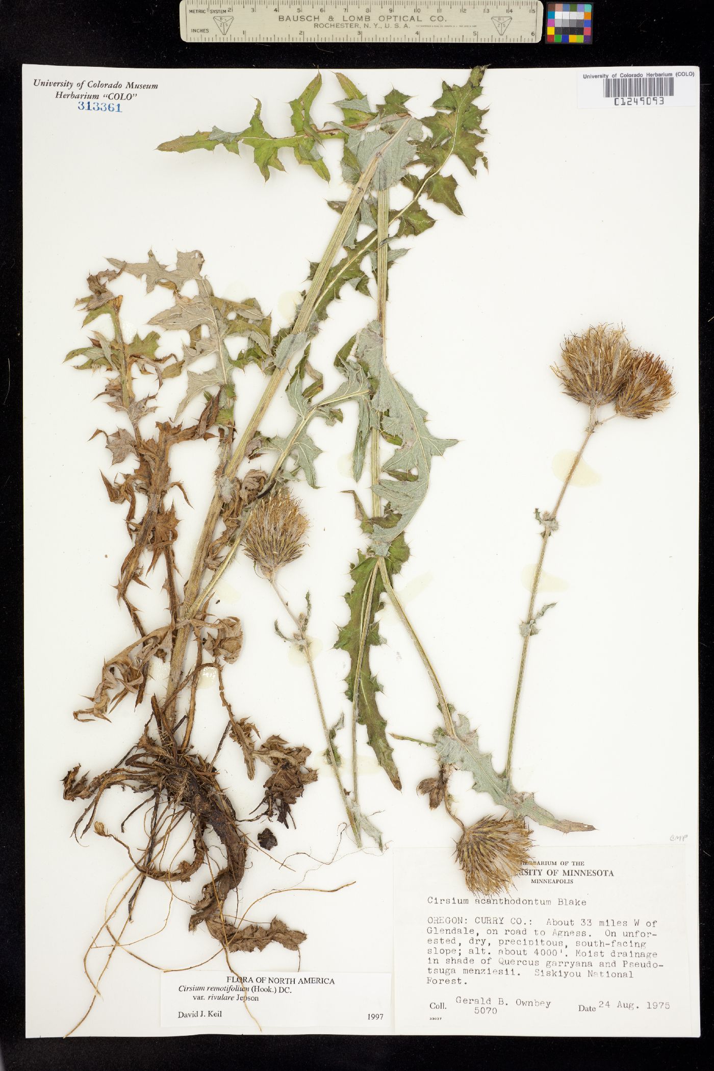 Cirsium remotifolium image