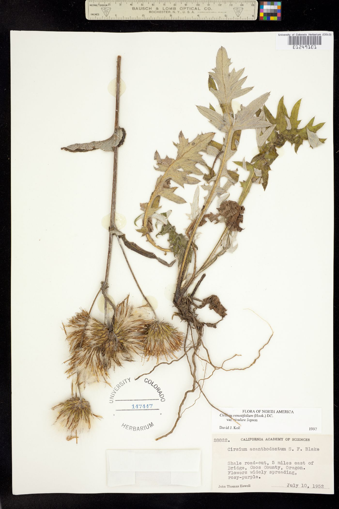 Cirsium remotifolium image