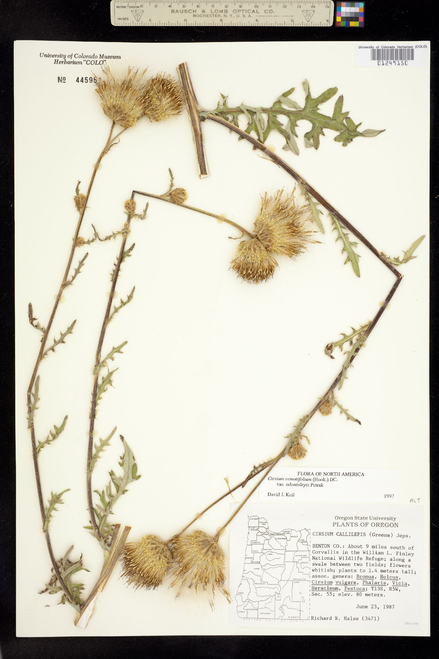 Cirsium remotifolium image