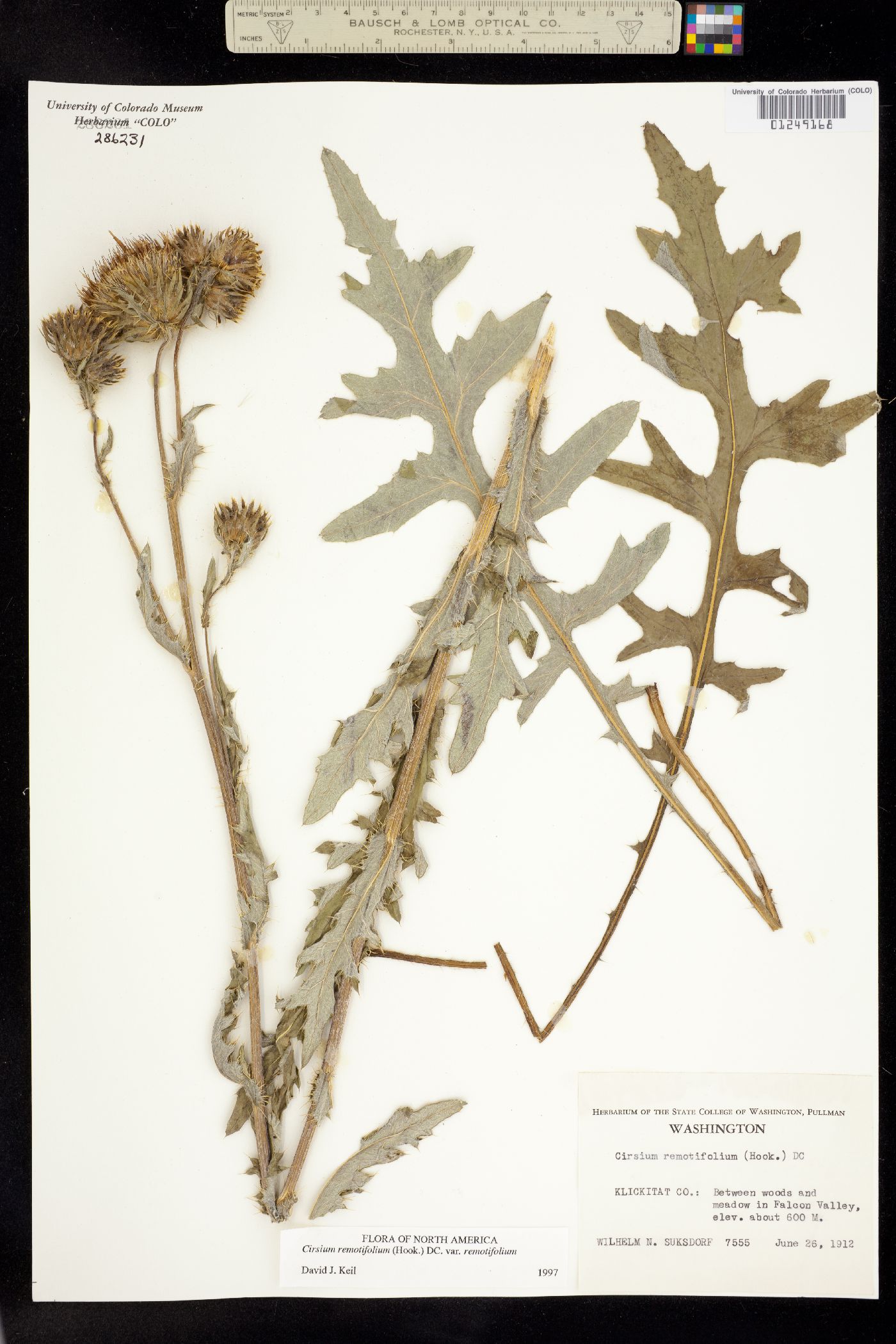 Cirsium remotifolium image