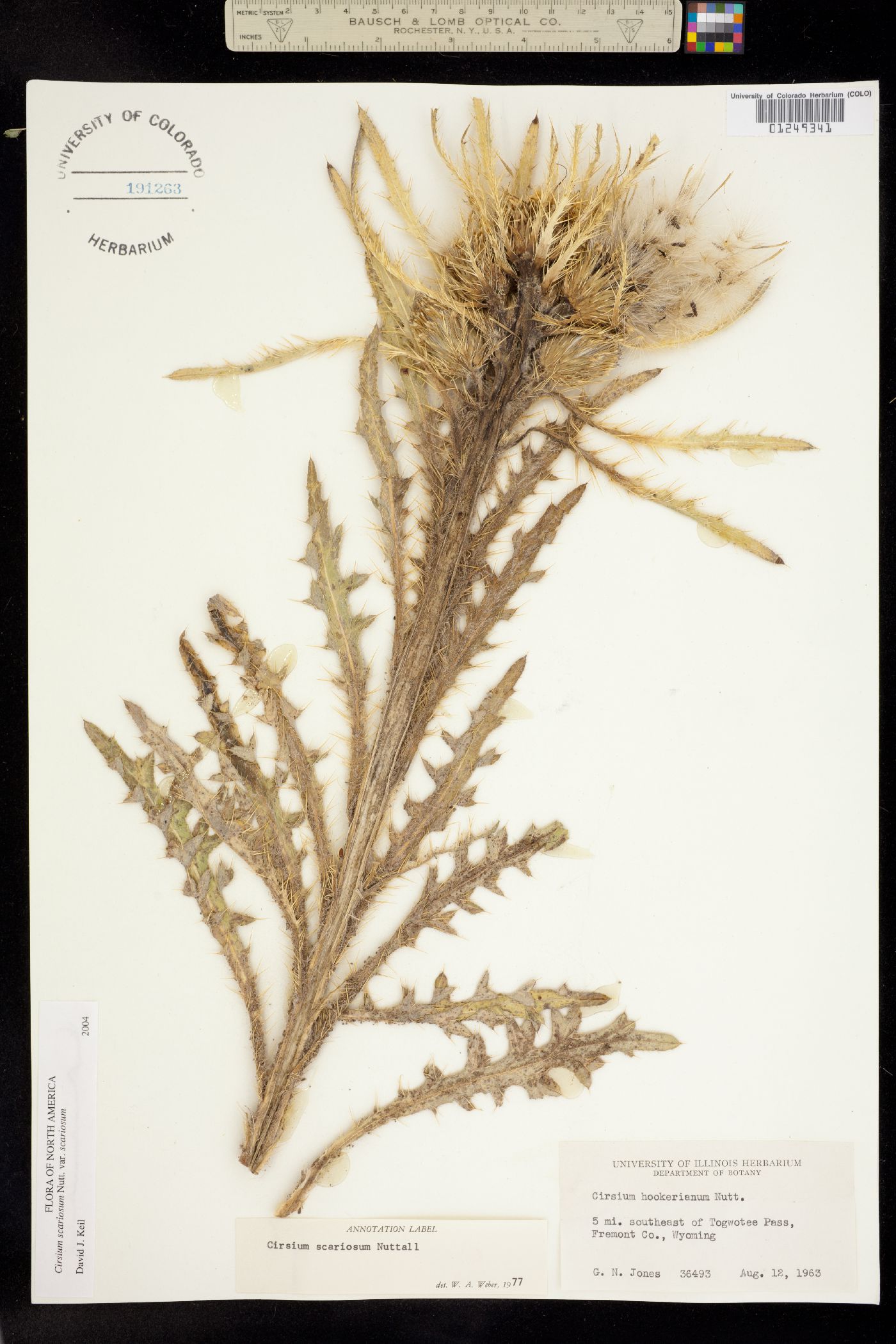 Cirsium scariosum image
