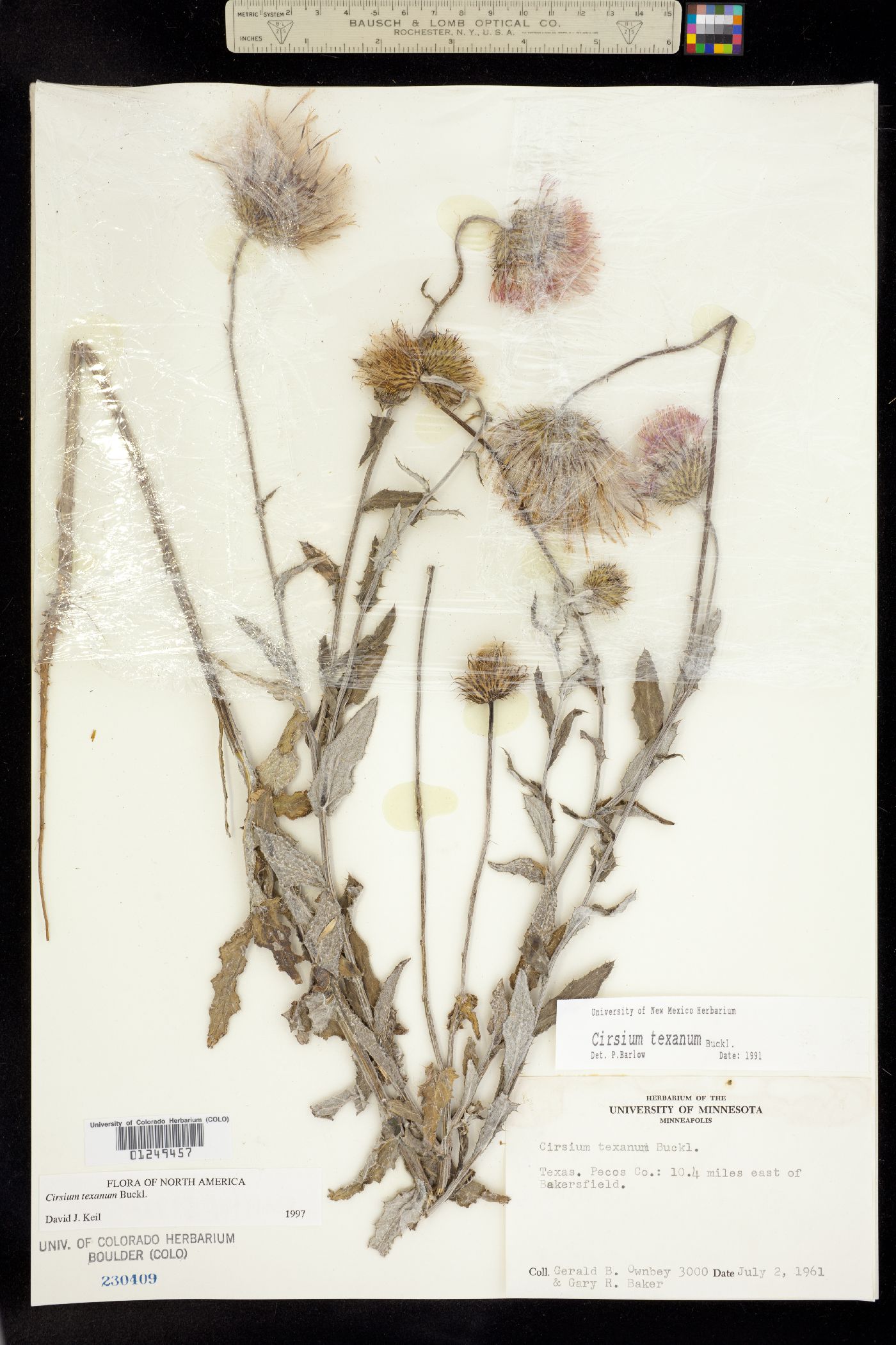 Cirsium texanum image