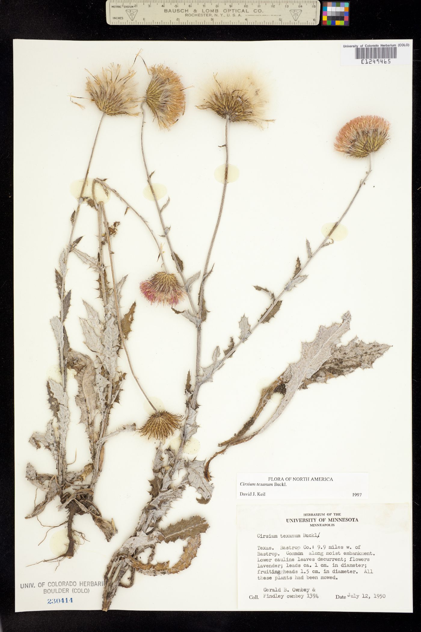 Cirsium texanum image