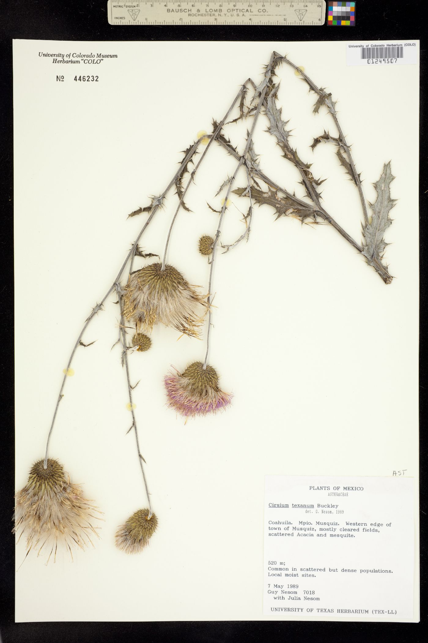 Cirsium texanum image
