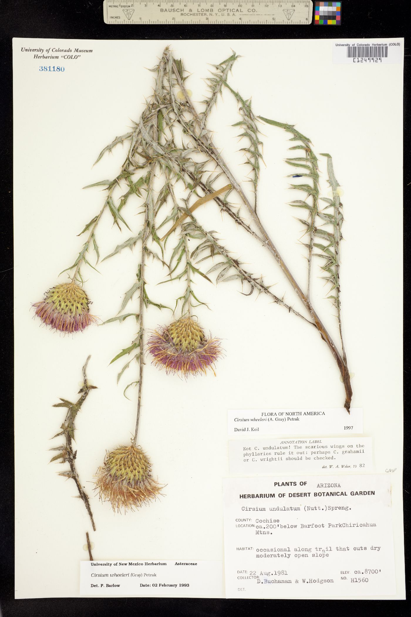Cirsium wheeleri image